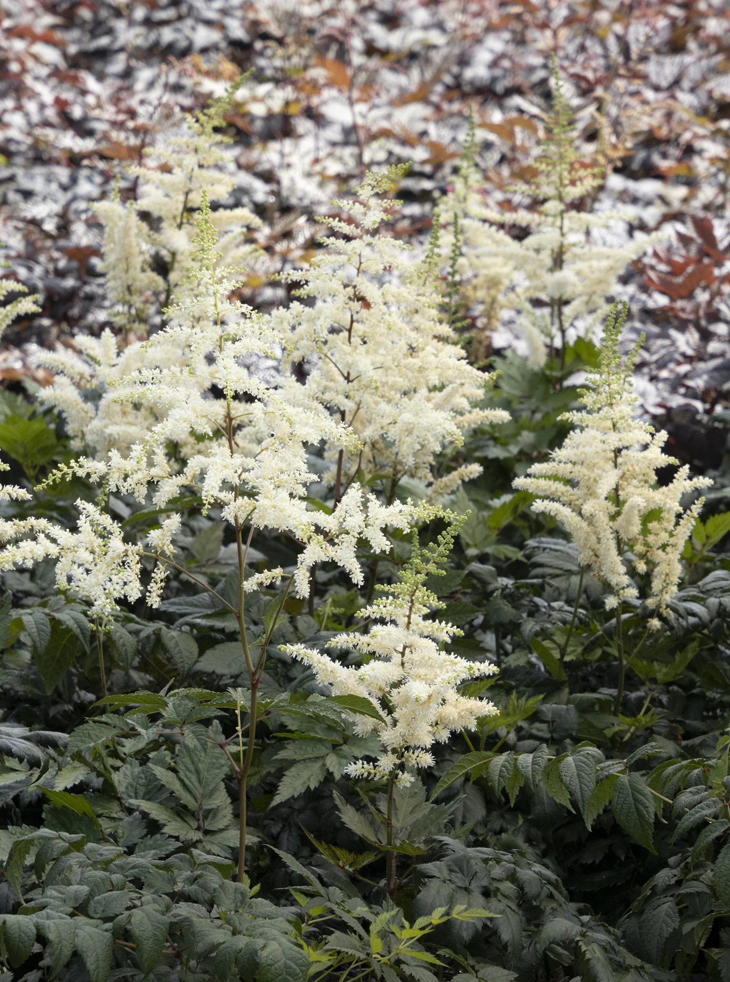 Vision in White Astilbe