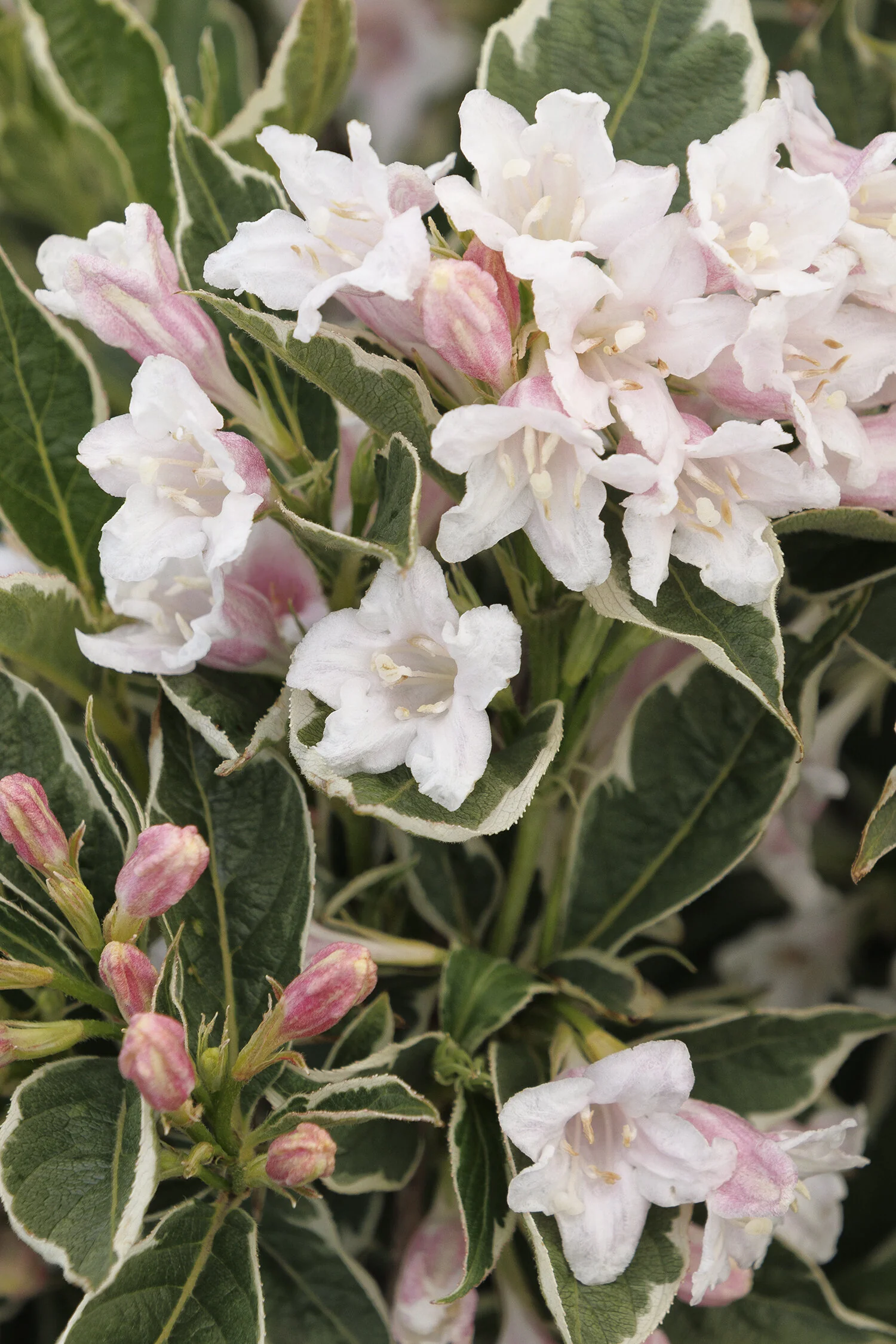 Magical® Fantasy Weigela 1 Magical® Fantasy Weigela