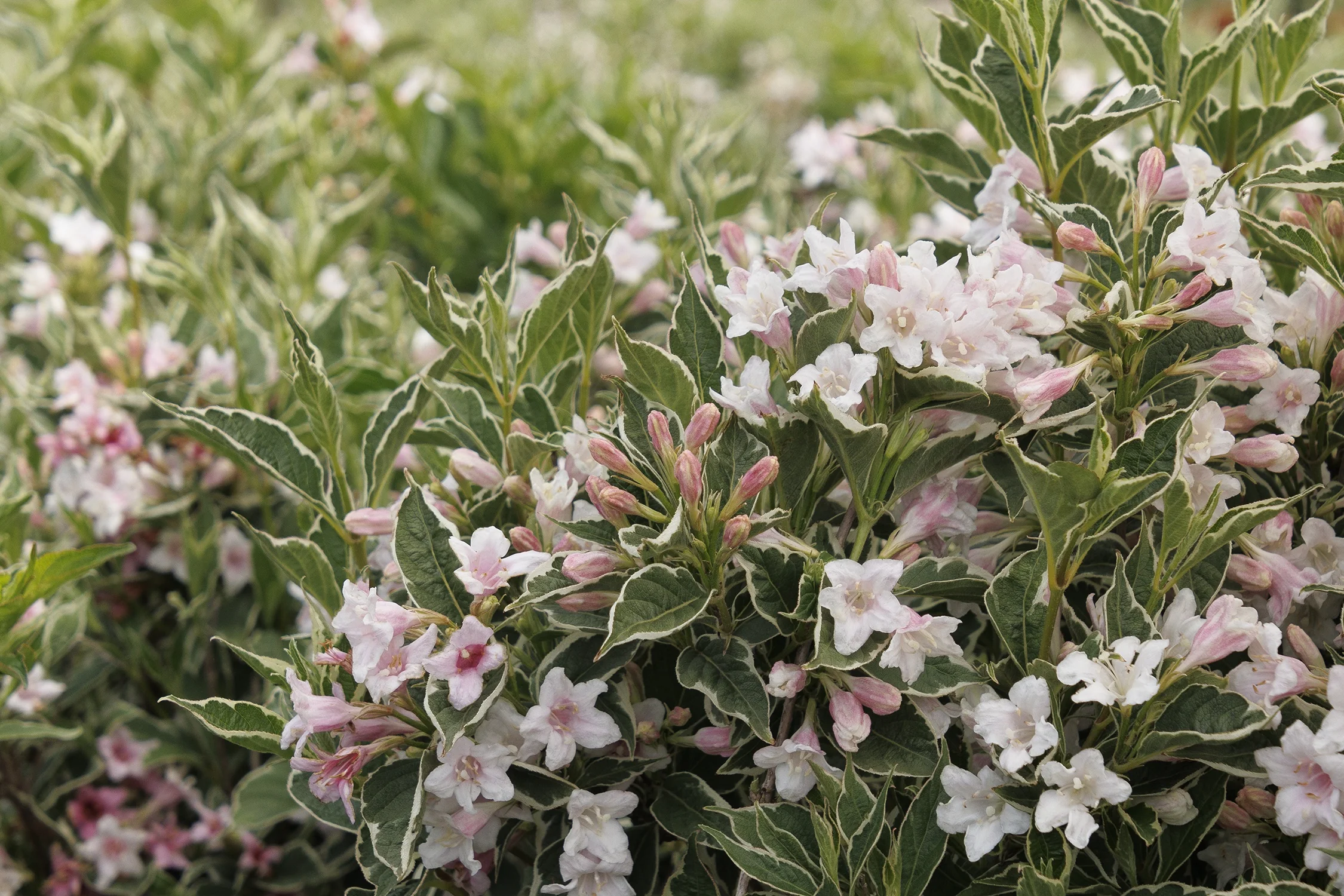 Magical® Fantasy Weigela 2 Magical® Fantasy Weigela