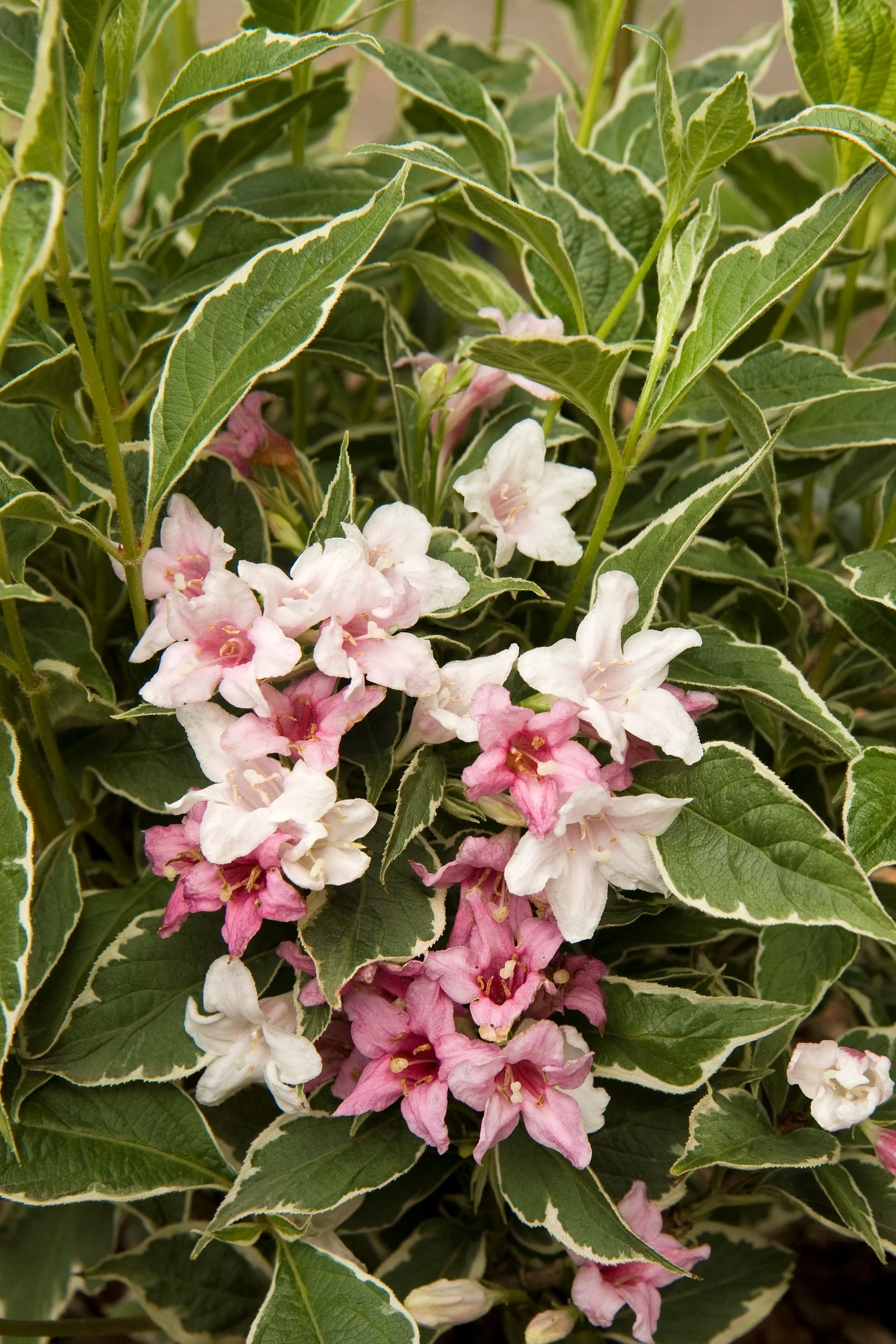 Magical® Fantasy Weigela 3 Magical® Fantasy Weigela