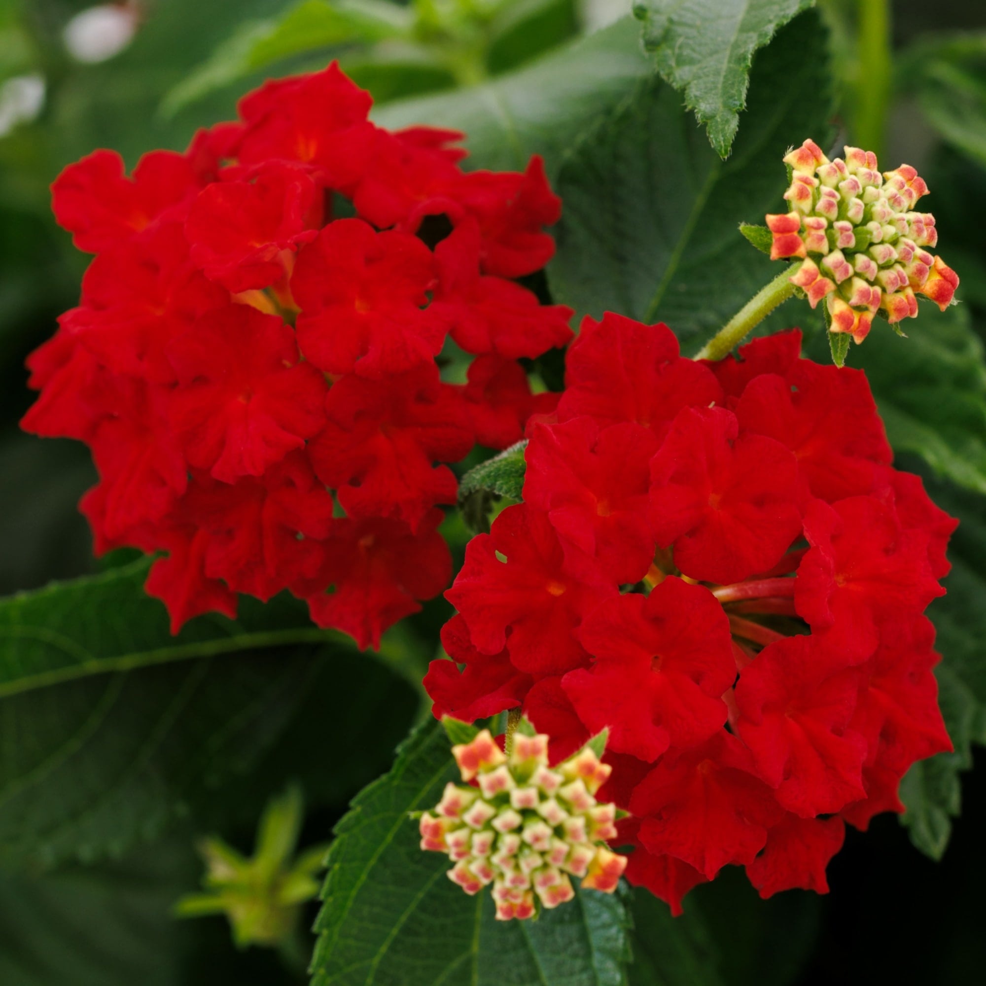 Hot Blooded® Mega Red Lantana 2 Hot Blooded® Mega Red Lantana