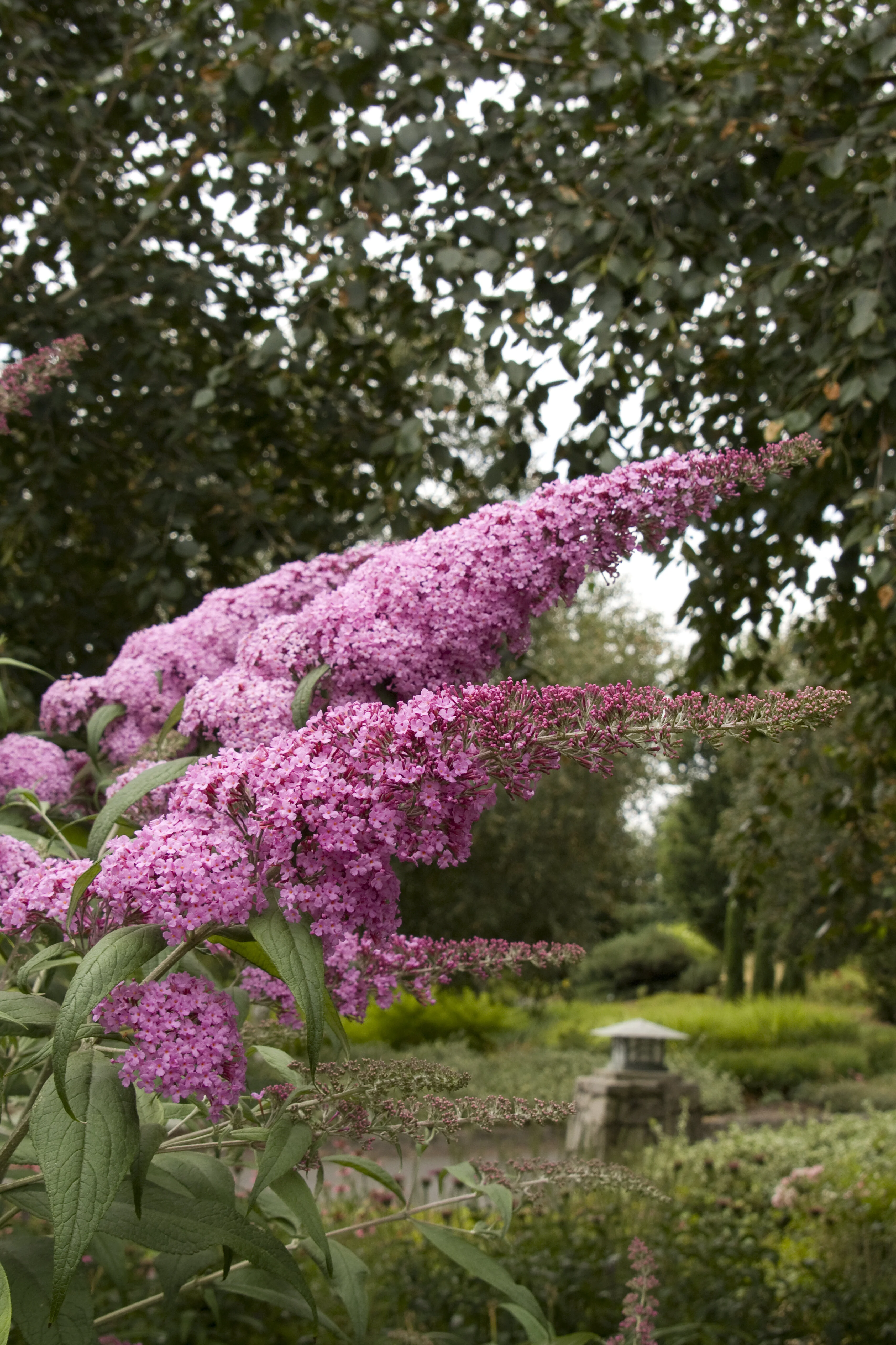 Pink Delight Butterfly Bush 7 Pink Delight Butterfly Bush