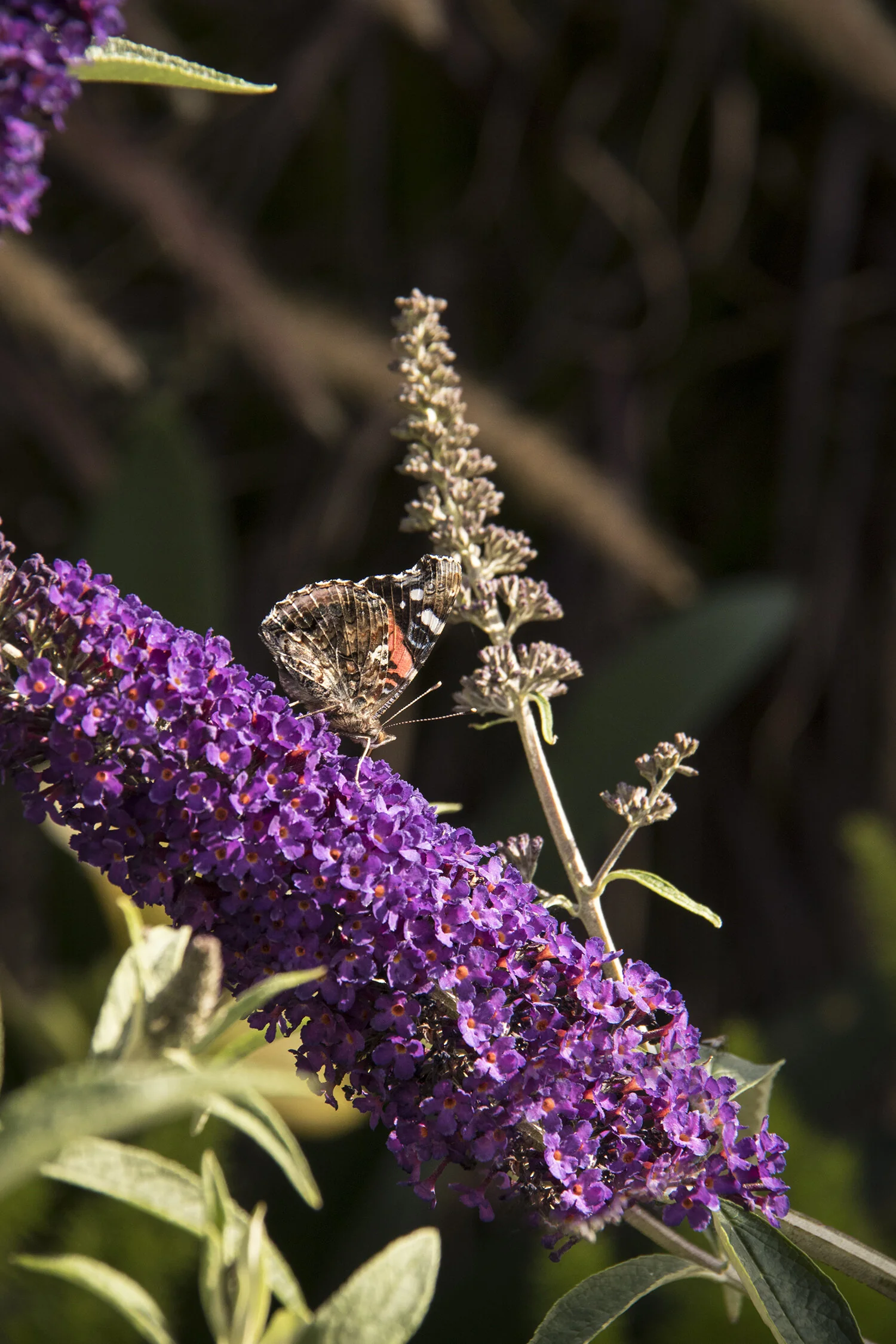 Black Knight Butterfly Bush 6 Black Knight Butterfly Bush