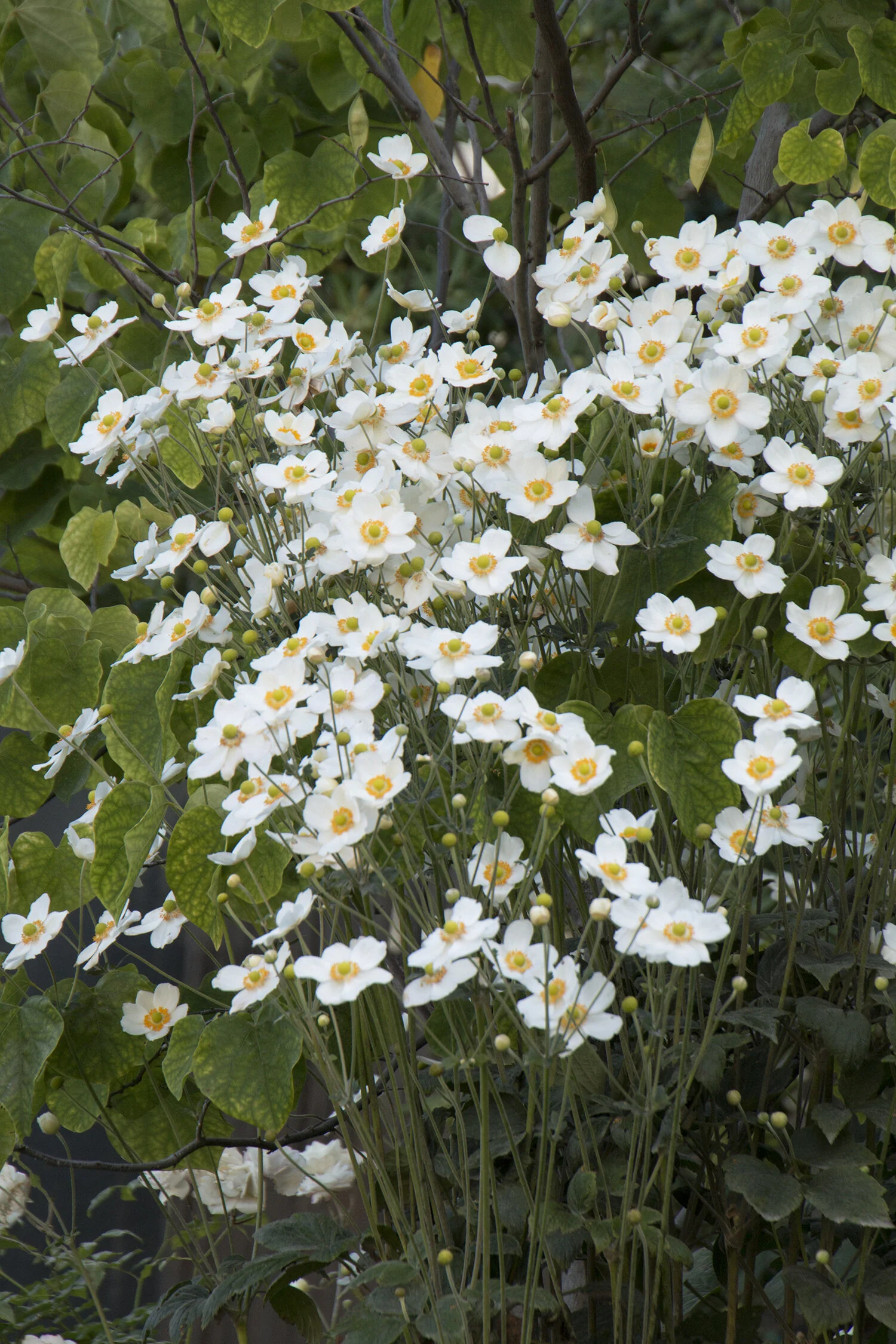 Honorine Jobert Japanese Anemone 1 Honorine Jobert Japanese Anemone