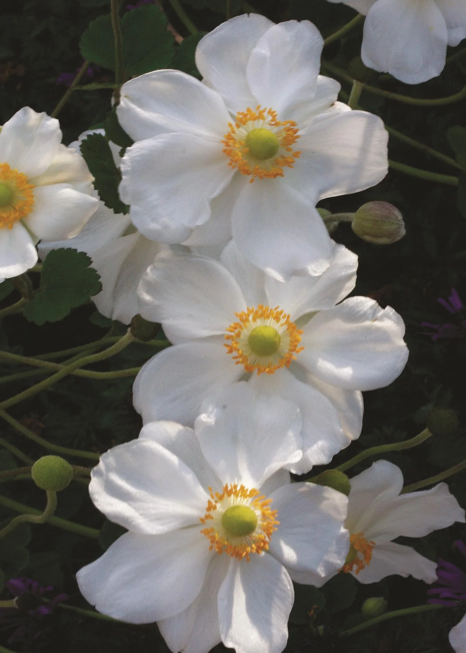 Honorine Jobert Japanese Anemone 2 Honorine Jobert Japanese Anemone