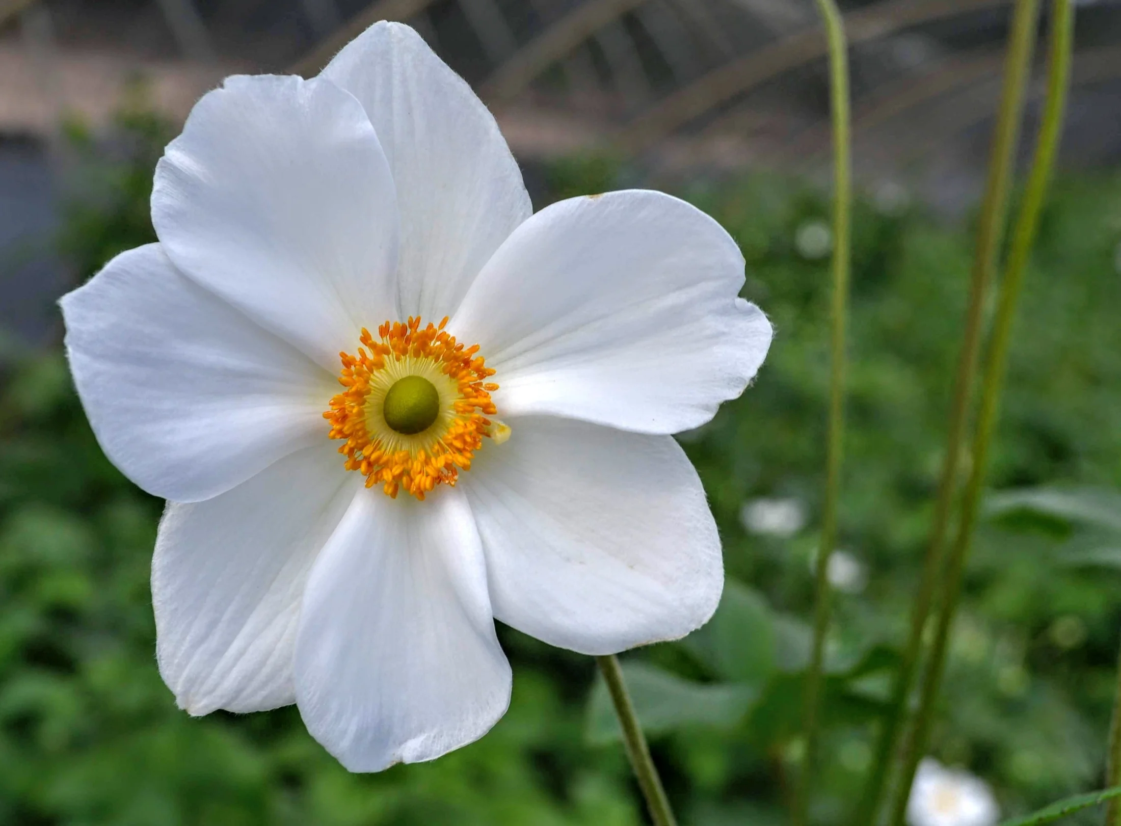 Honorine Jobert Japanese Anemone 3 Honorine Jobert Japanese Anemone