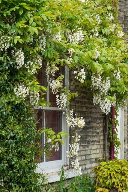 Silky Wisteria 6 Silky Wisteria
