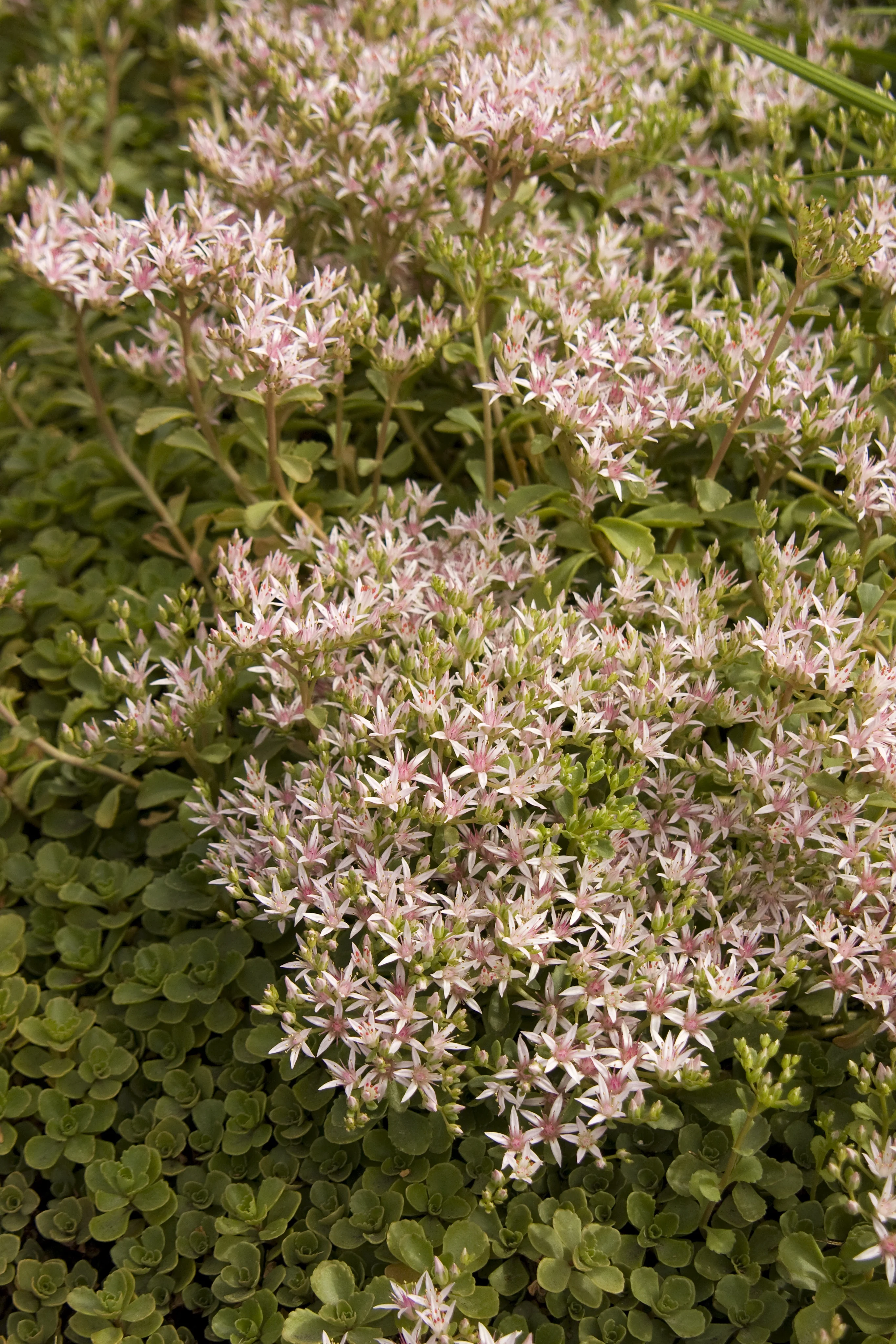 John Creech Stonecrop 2 John Creech Stonecrop