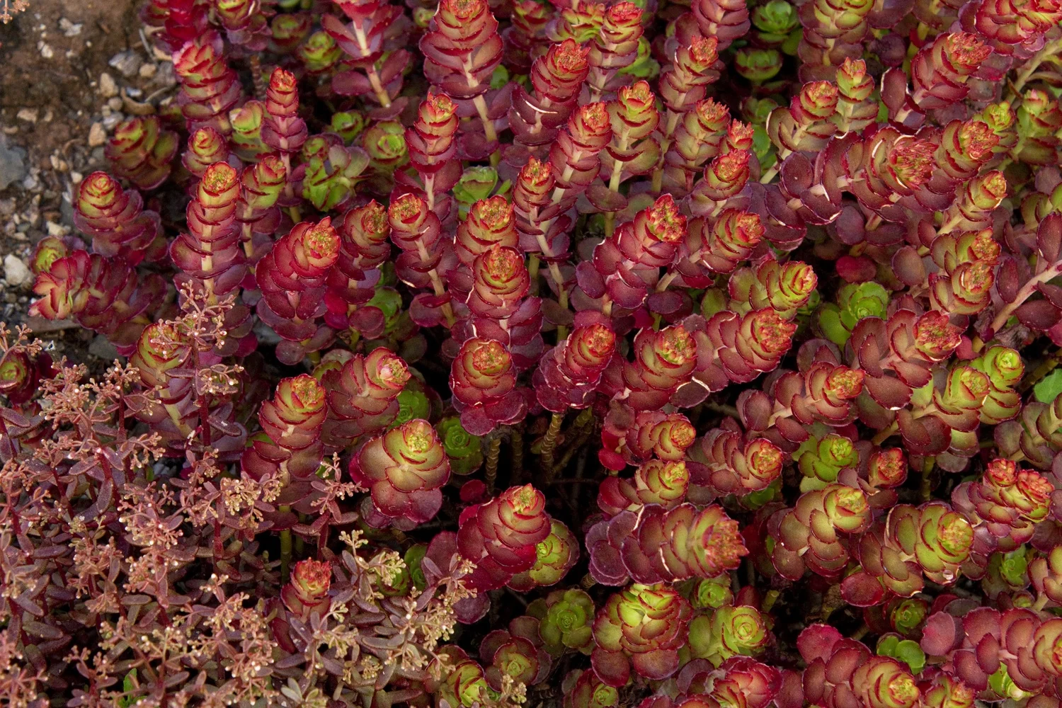 John Creech Stonecrop 3 John Creech Stonecrop