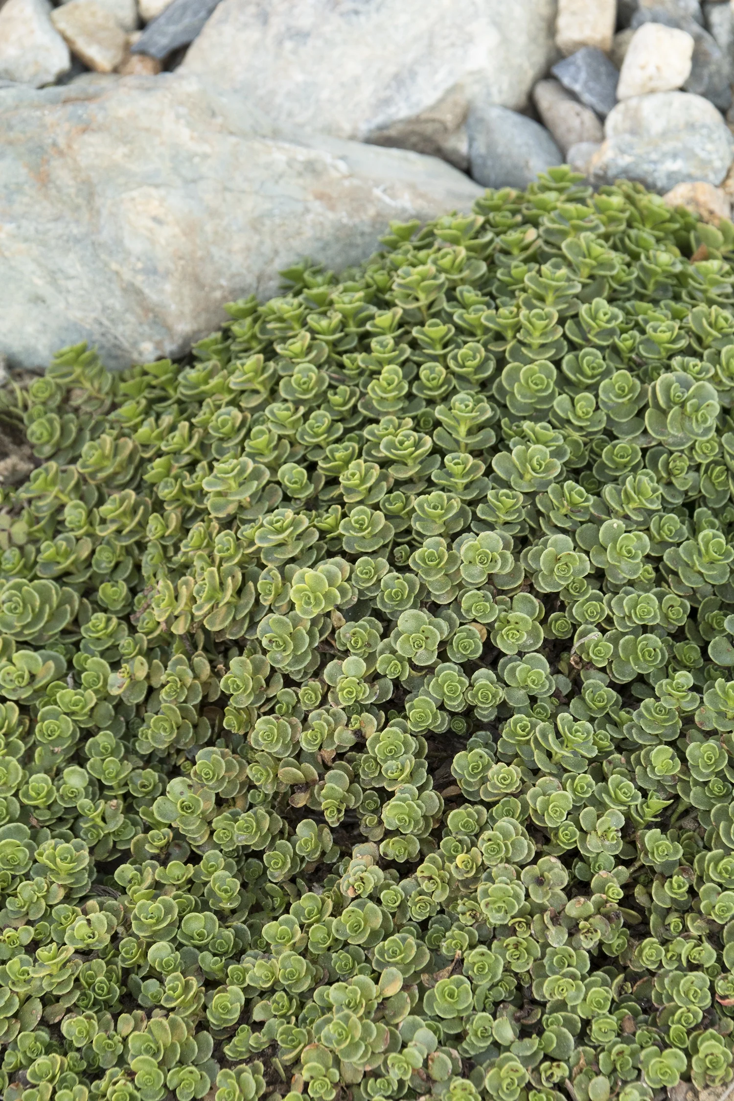 John Creech Stonecrop 4 John Creech Stonecrop