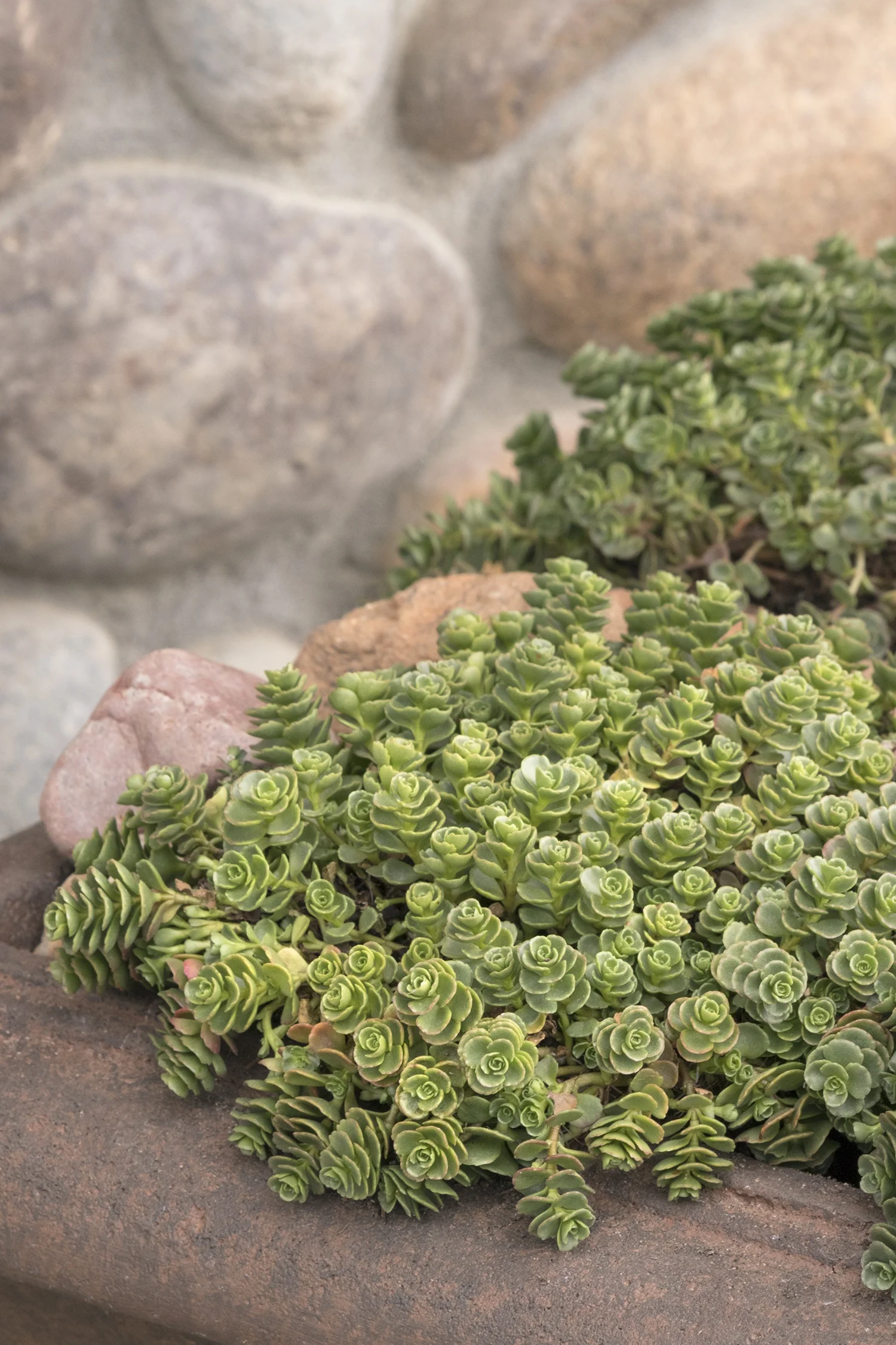 John Creech Stonecrop 5 John Creech Stonecrop
