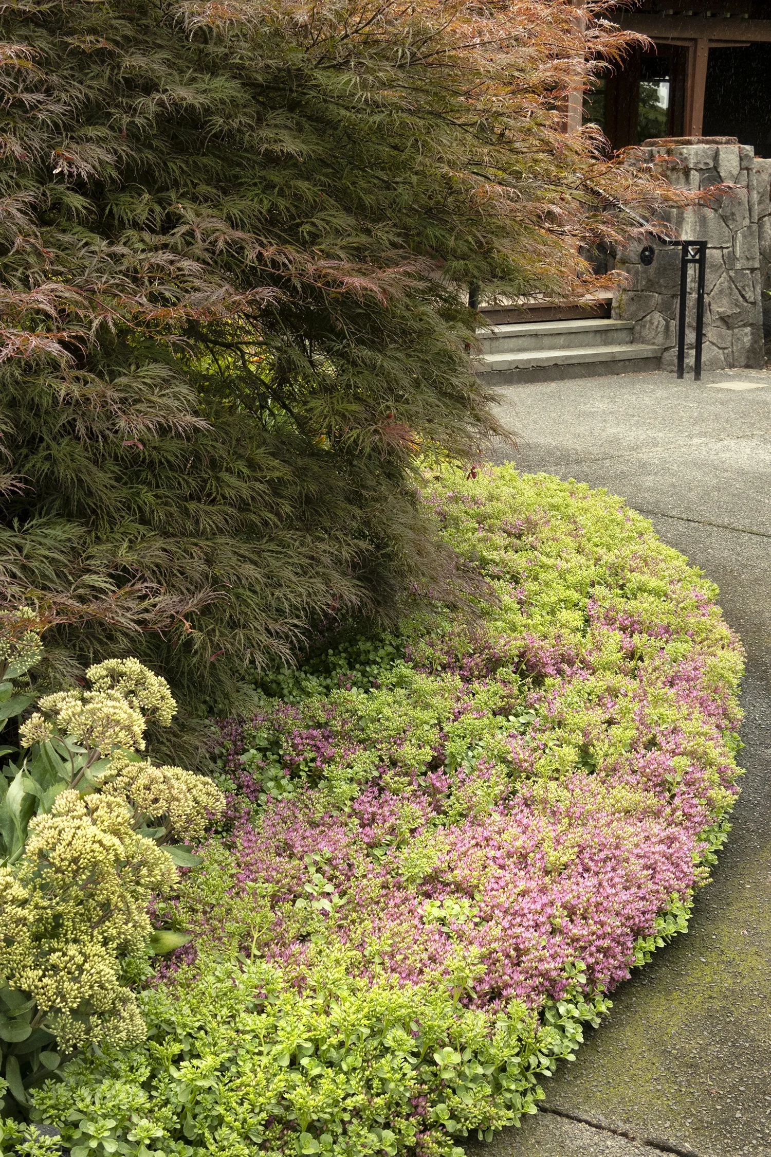 John Creech Stonecrop 6 John Creech Stonecrop