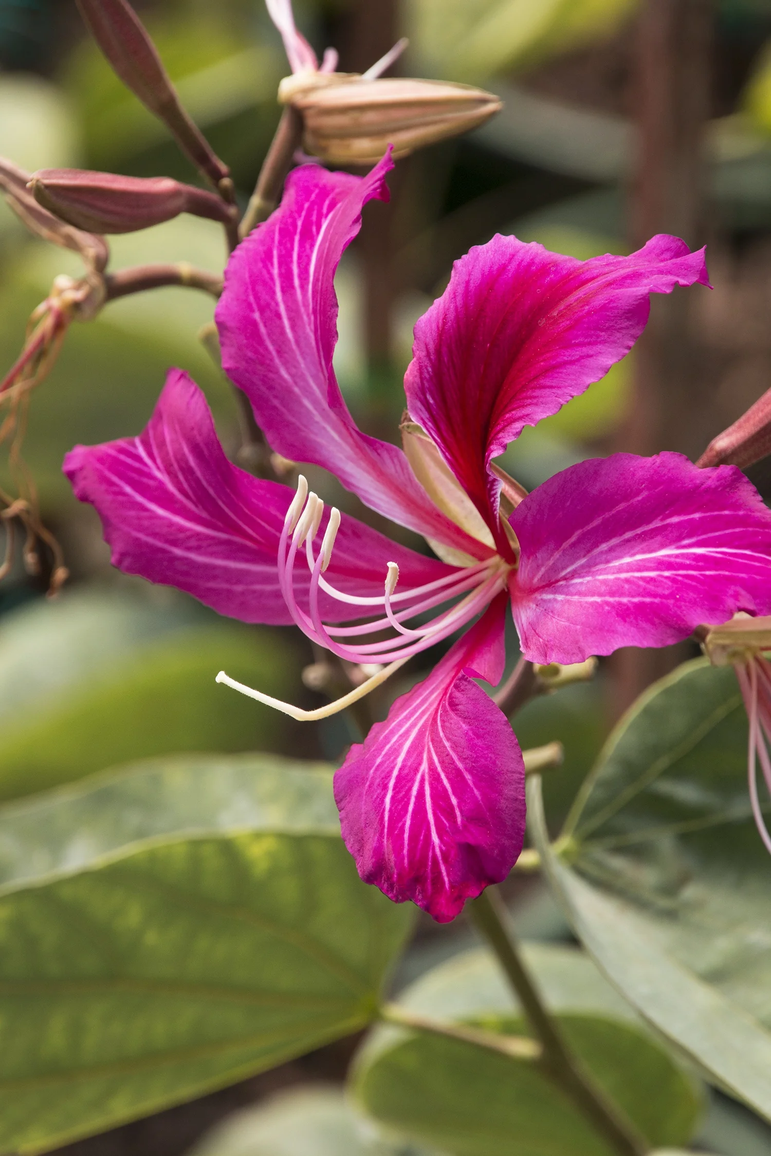 Hong Kong Orchid Tree