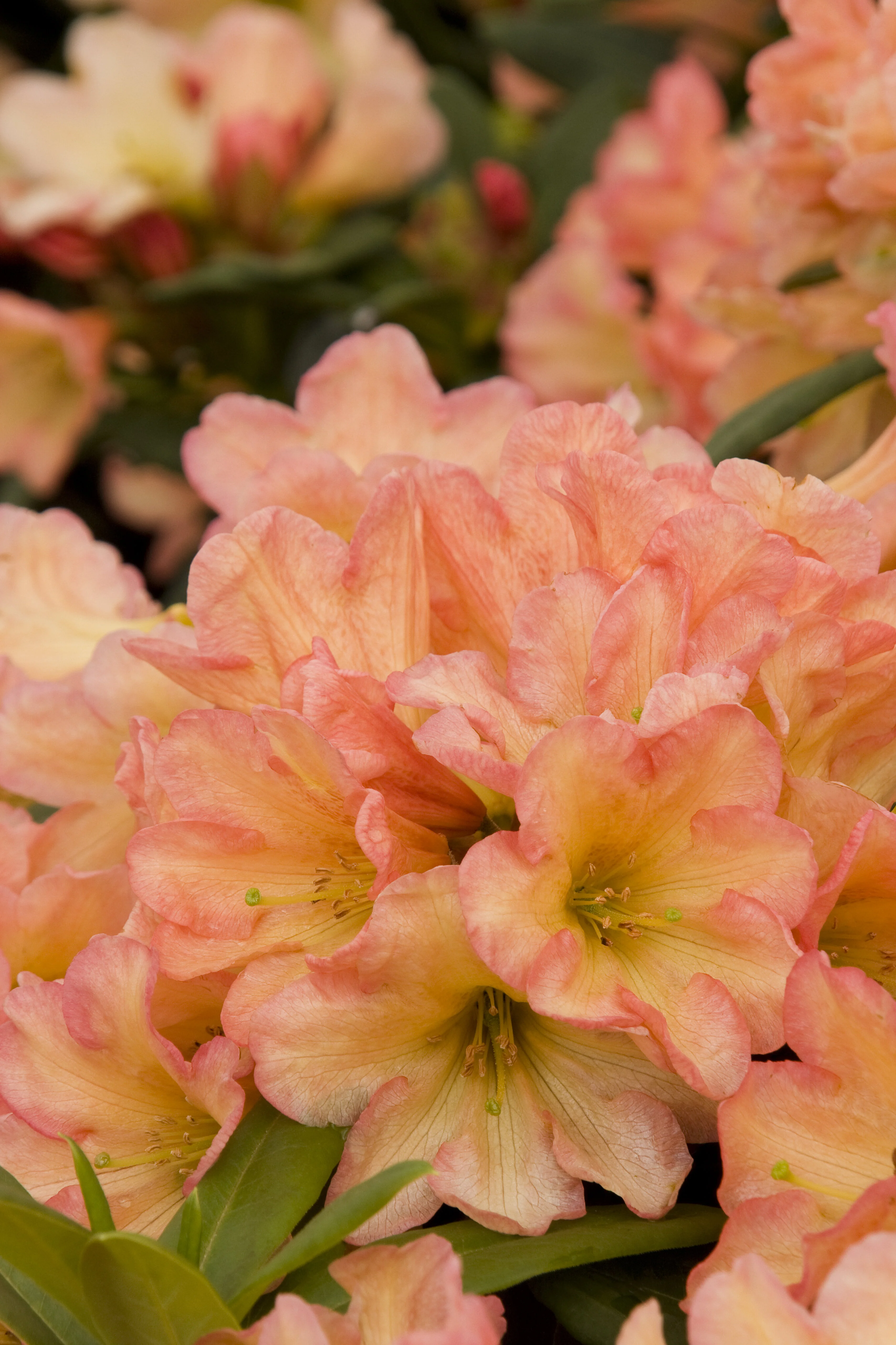 September Song Rhododendron 1 September Song Rhododendron