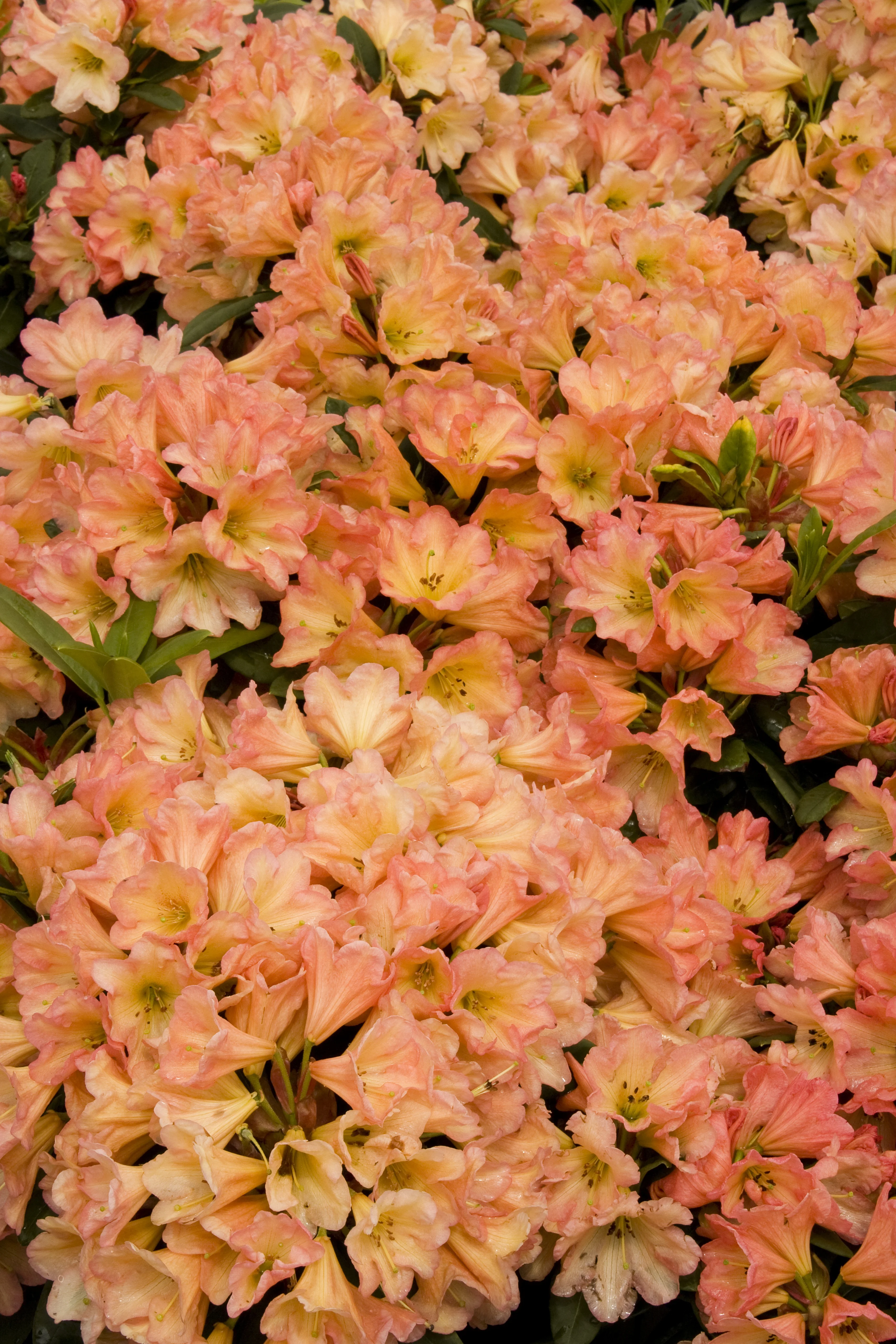 September Song Rhododendron 2 September Song Rhododendron