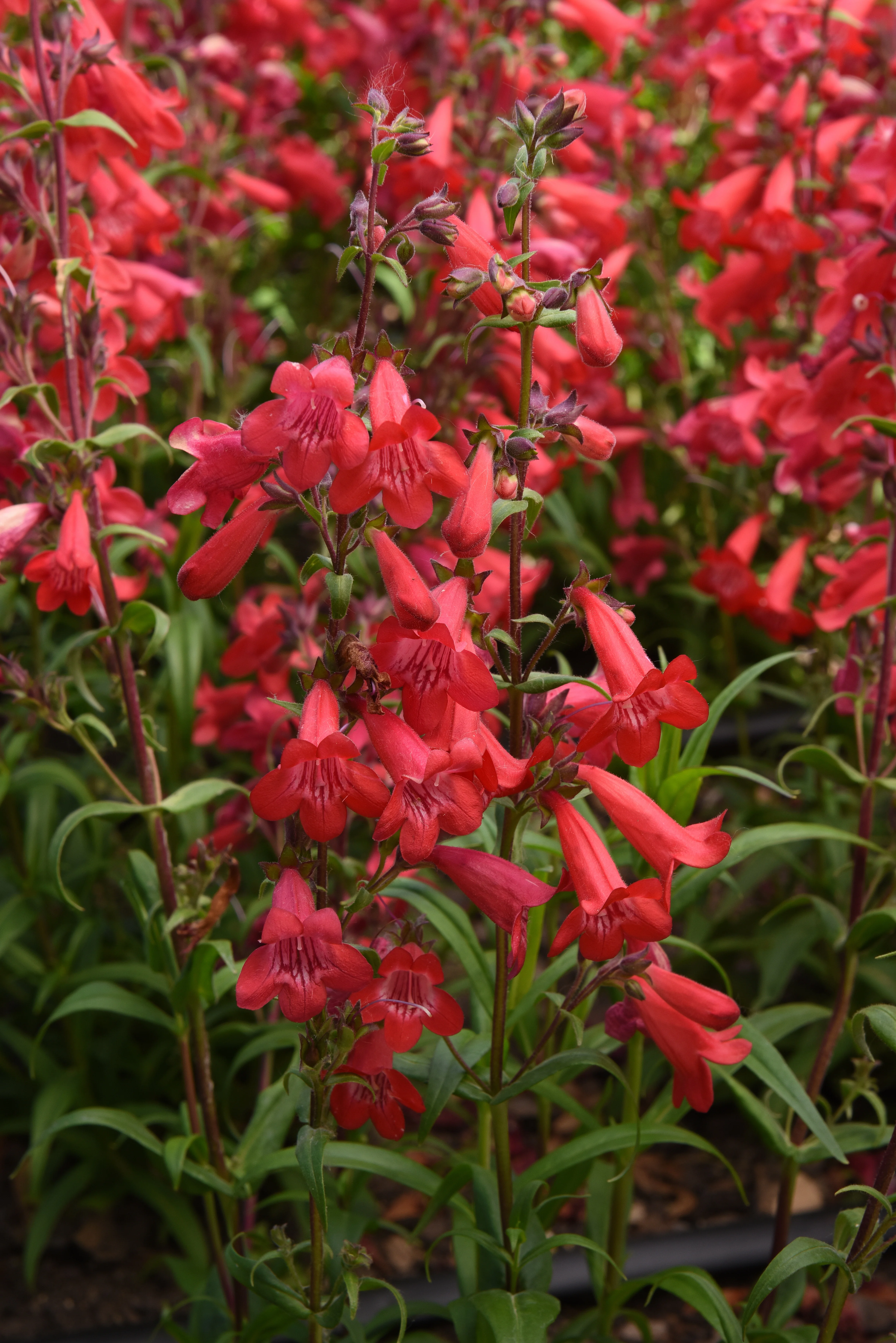 Mountain Treats™ Red Beardtongue 2 Mountain Treats™ Red Beardtongue