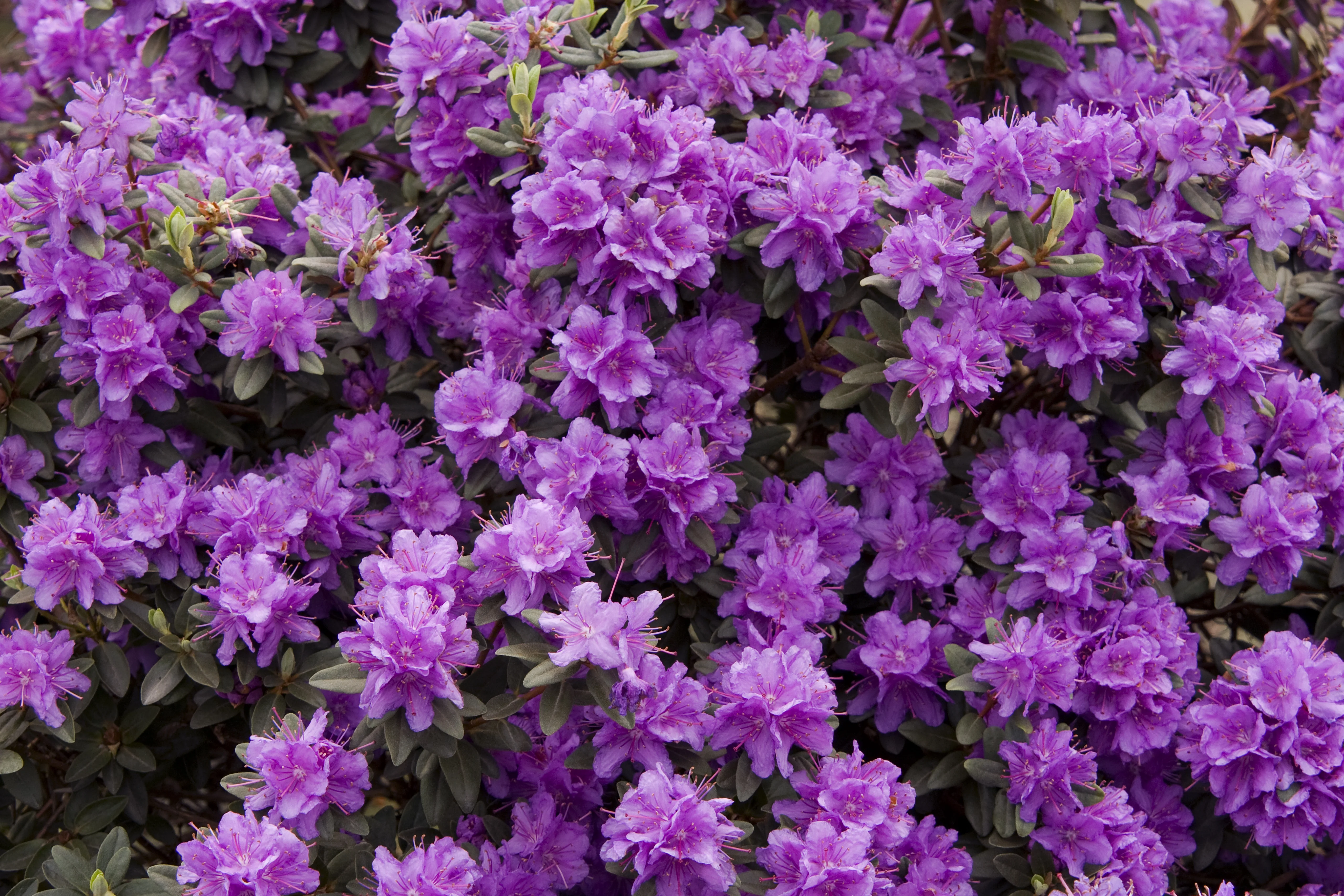 Ramapo Rhododendron 4 Ramapo Rhododendron