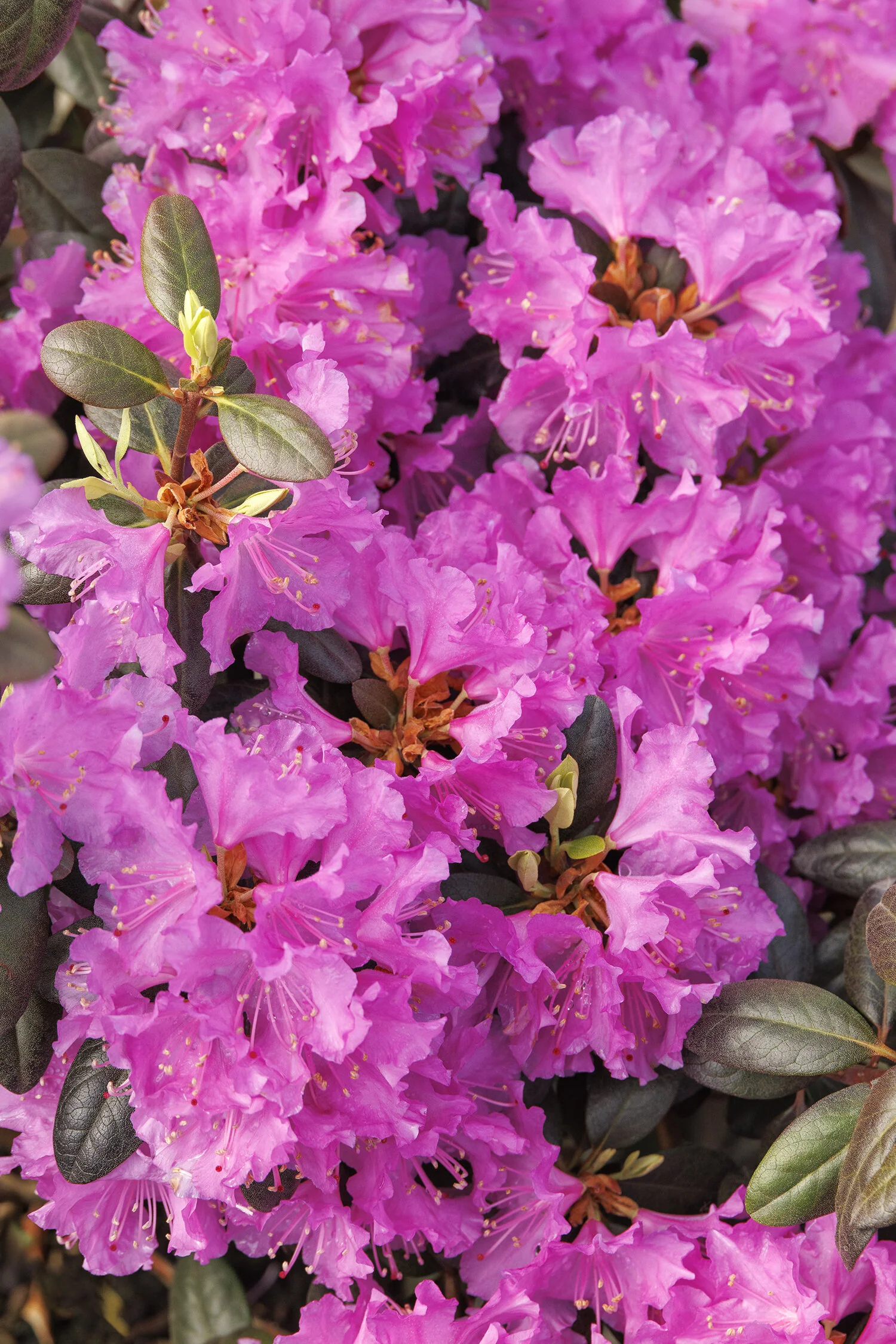 P.J.M. Rhododendron