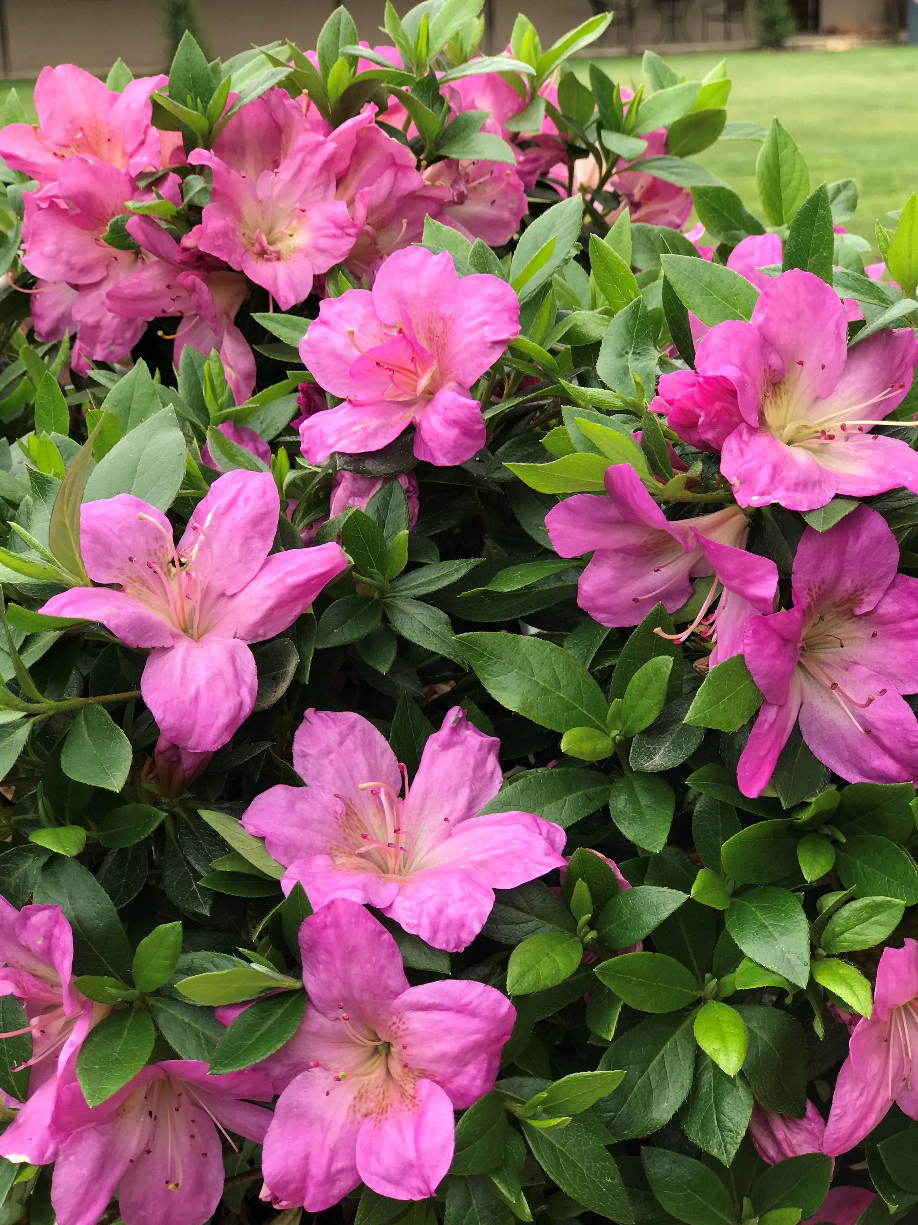 Autumn Moon Azalea