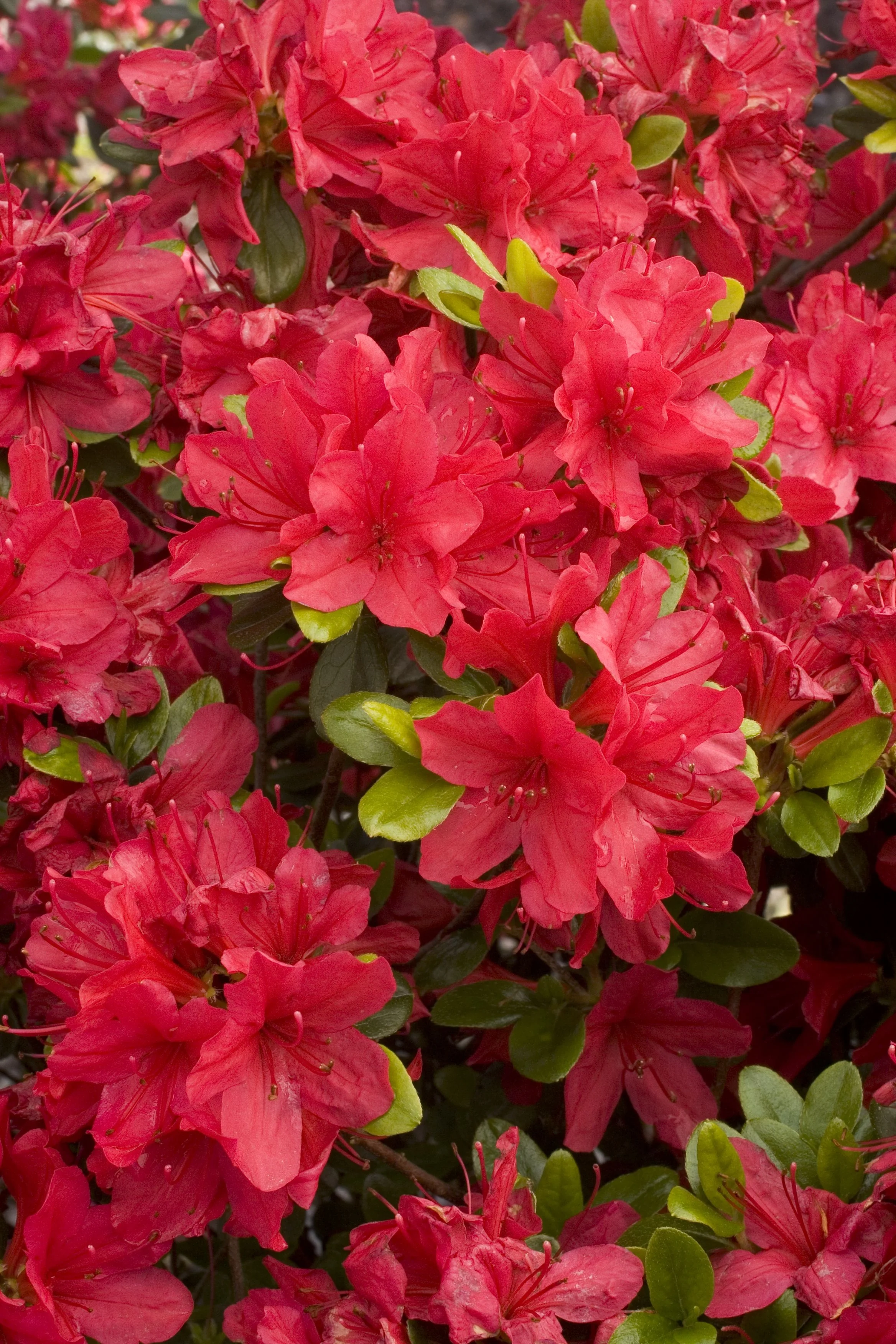 Hino-Crimson Azalea
