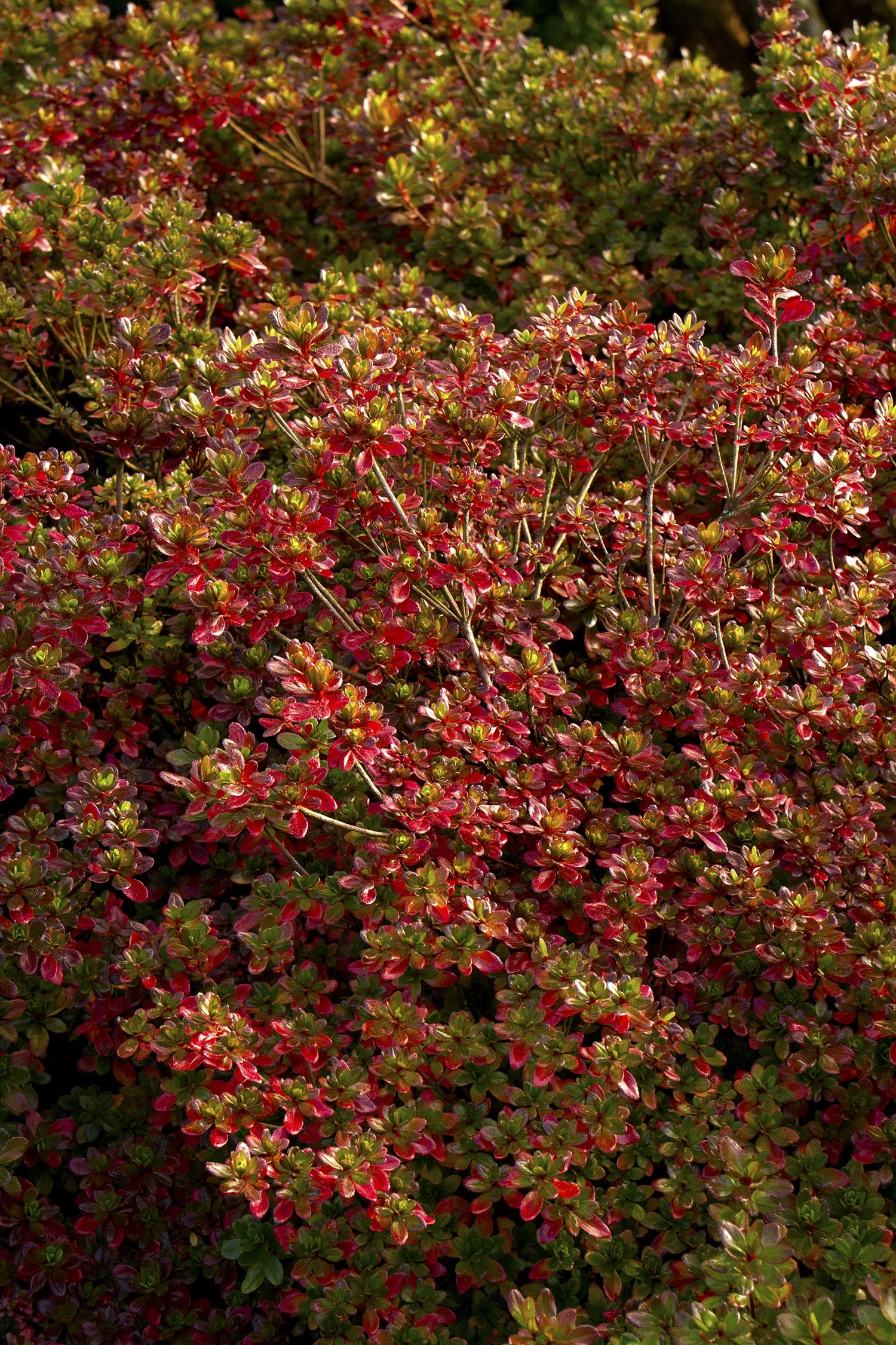 Hino-Crimson Azalea 3 Hino-Crimson Azalea