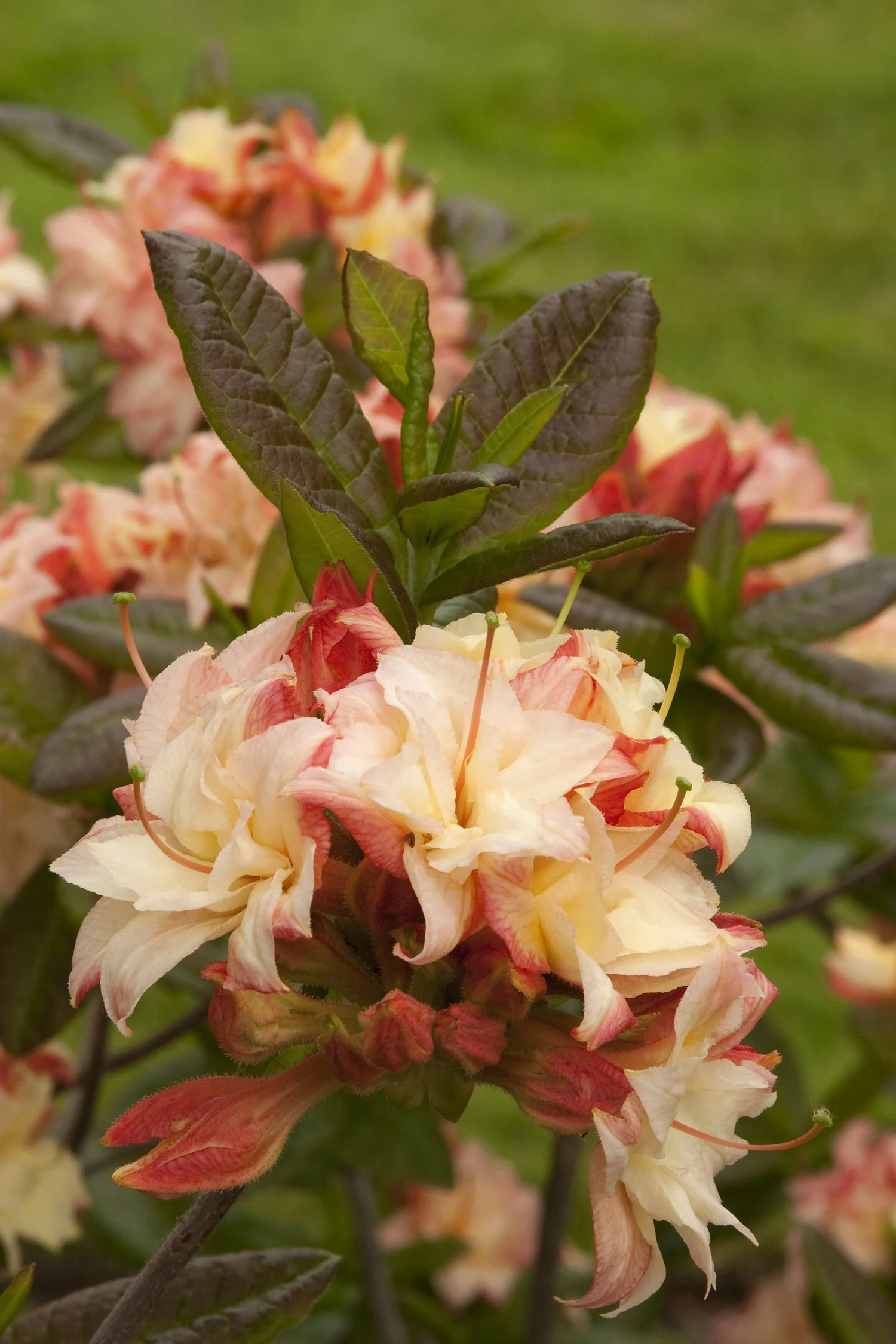 Cannon's Double Azalea