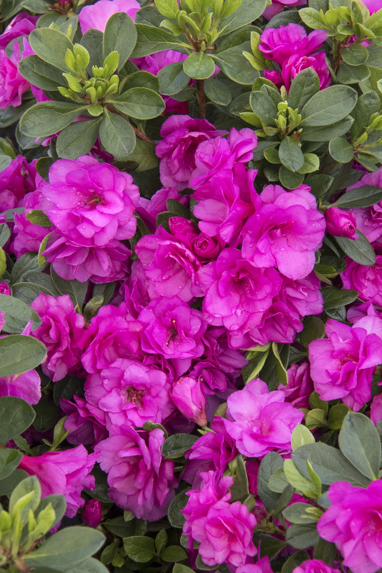 Happy Days Azalea 3 Happy Days Azalea