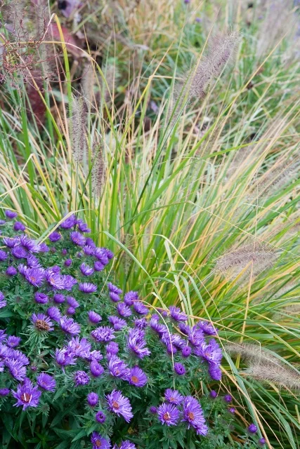 Purple Dome New England Aster 2 Purple Dome New England Aster