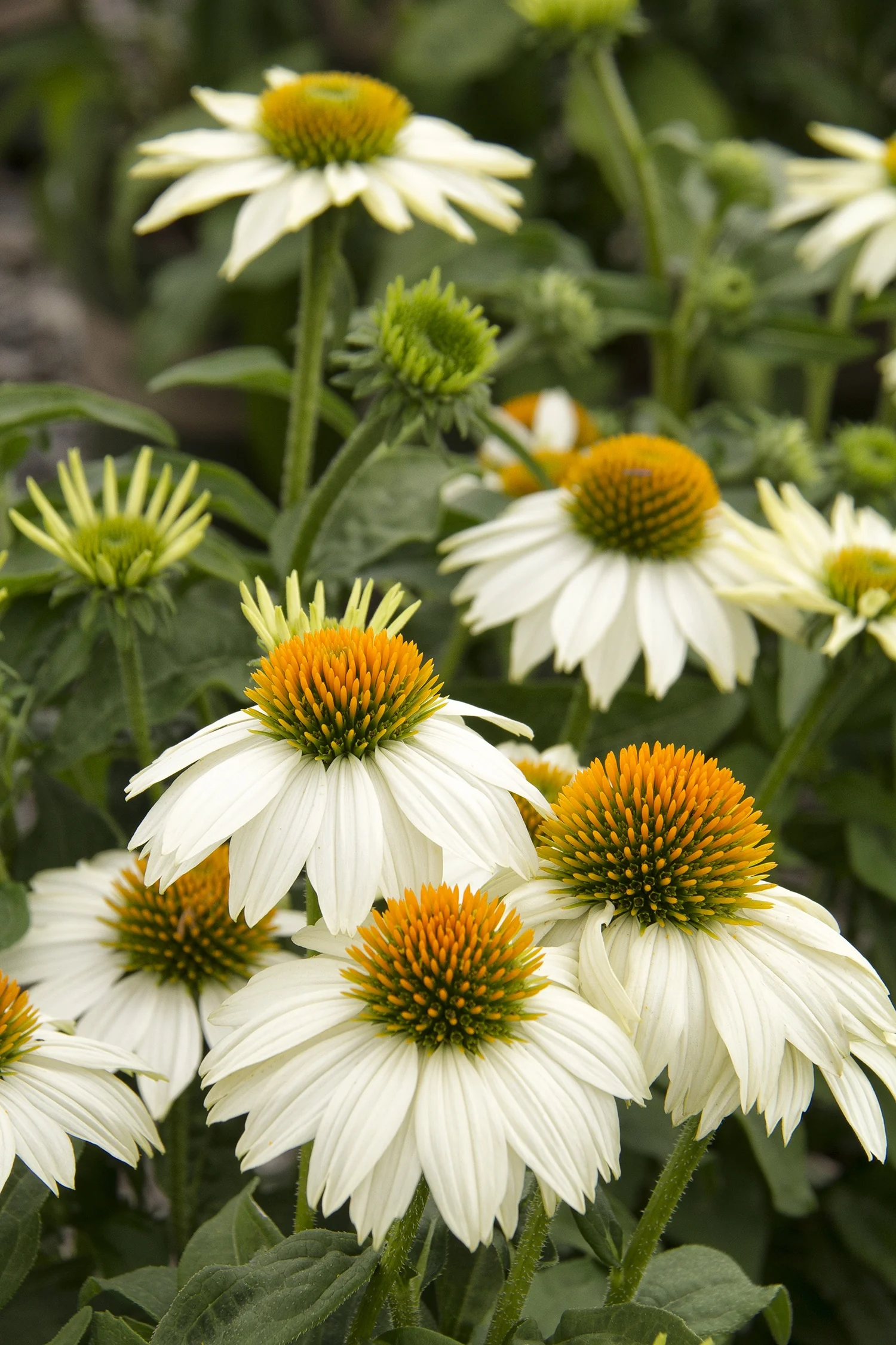 PowWow® White Coneflower 8 PowWow® White Coneflower