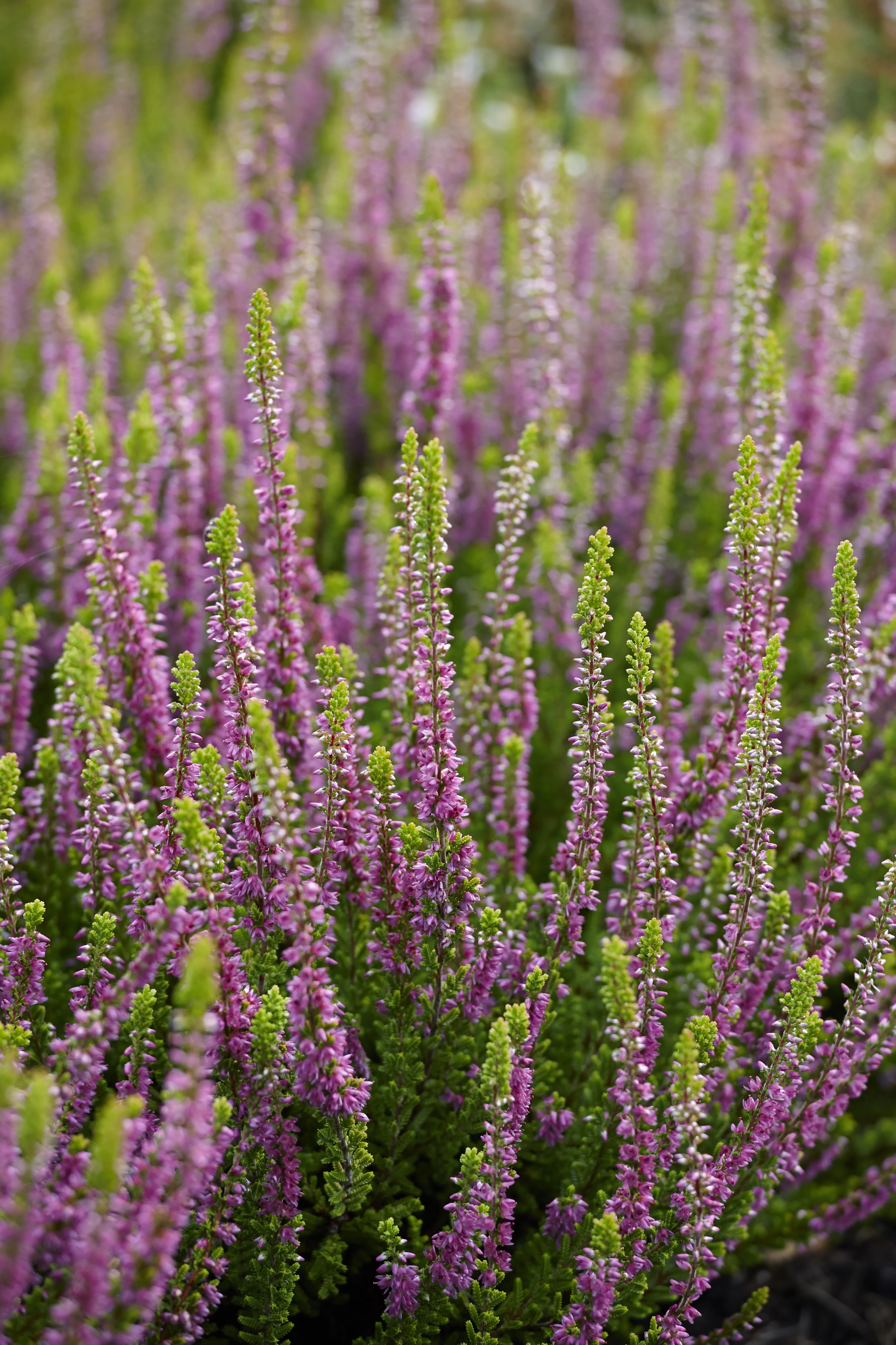 Firefly Scotch Heather
