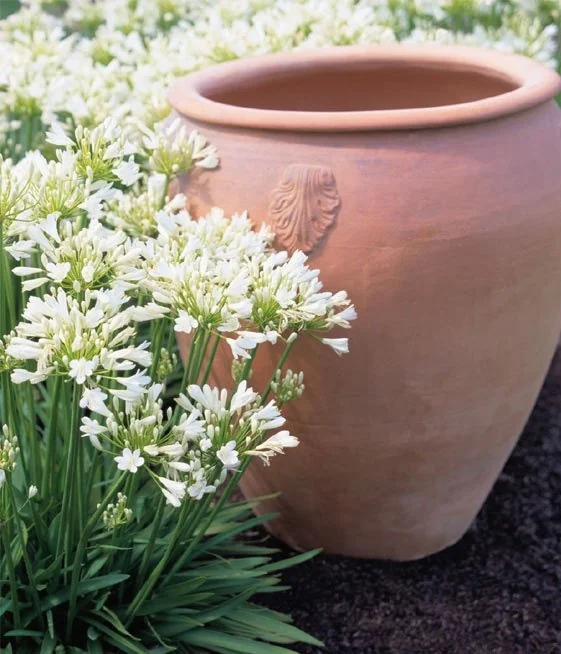 Snow Storm™ Agapanthus