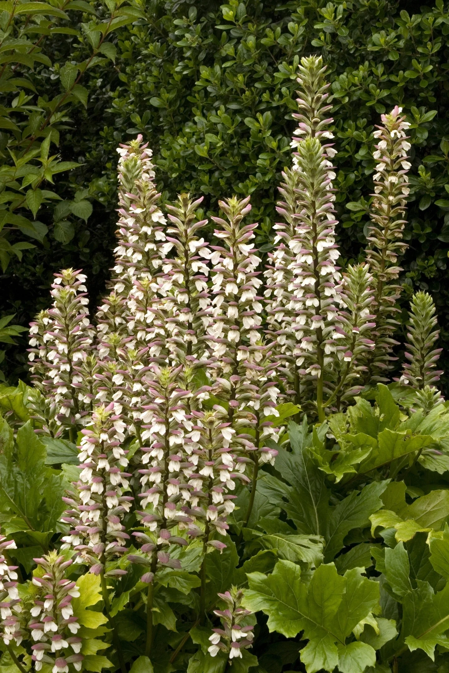Oak Leaf Acanthus 1 Oak Leaf Acanthus