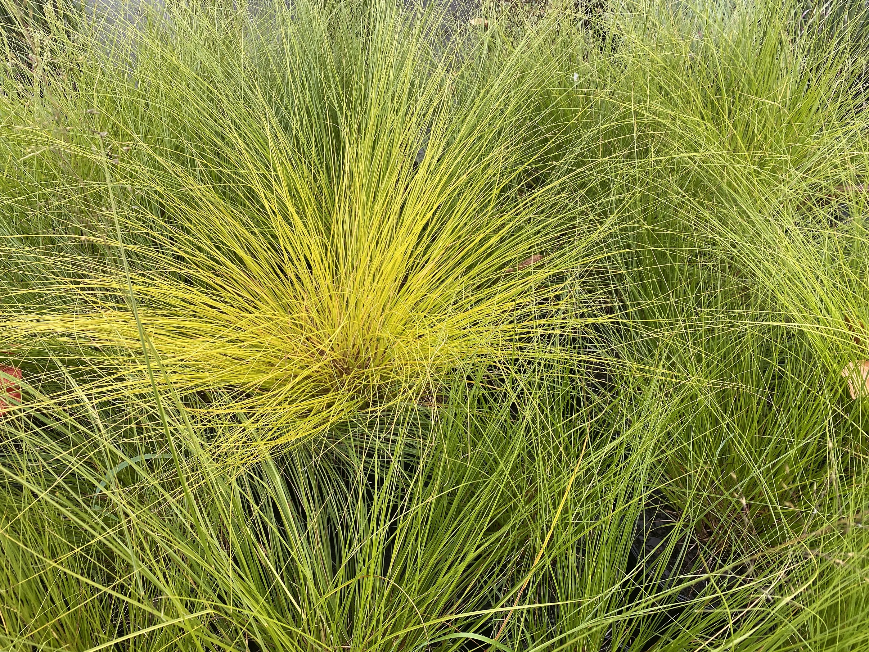 Golden Needles Prairie Dropseed