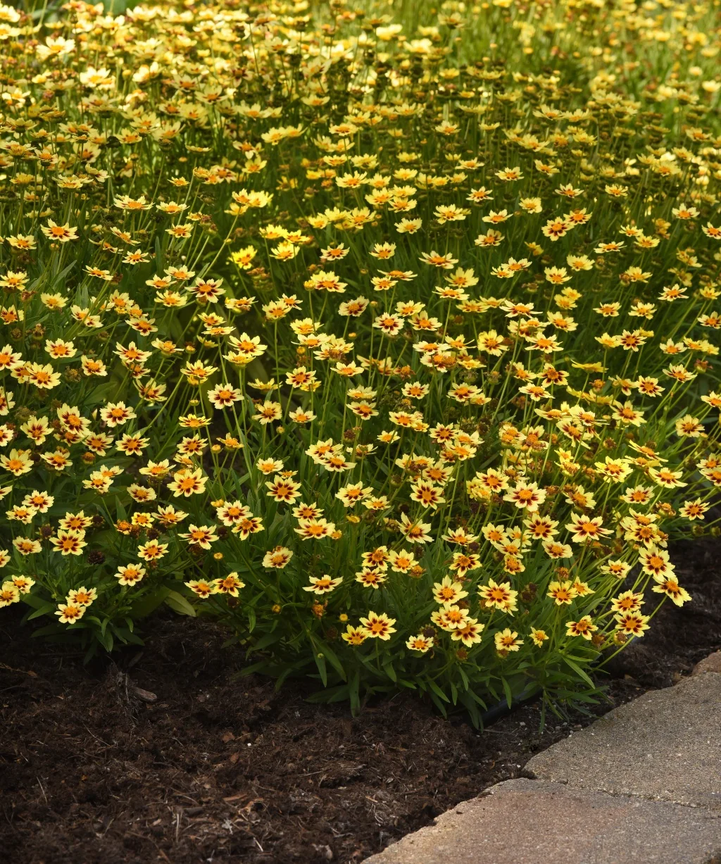 Sunfetti Yellow Bicolor Coreopsis