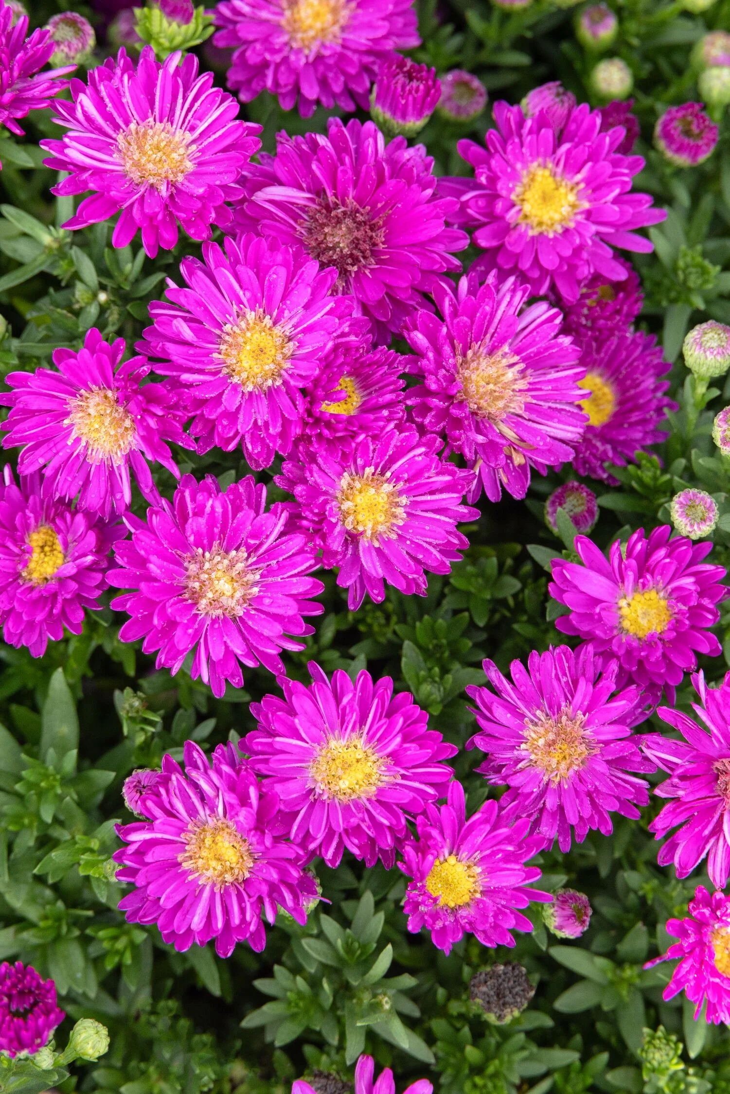 Kickin Amethyst Aster