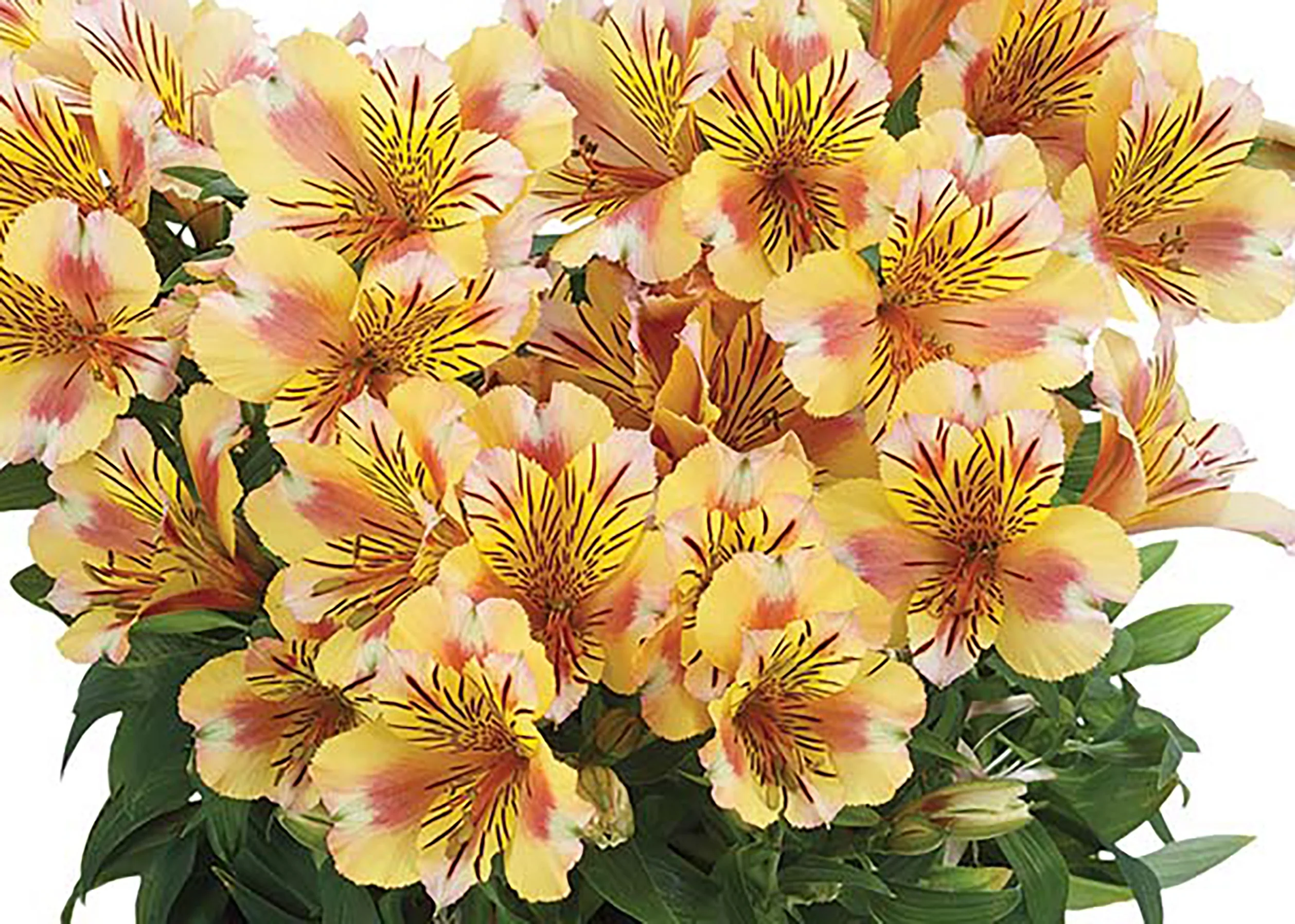 Colorita® Sara Peruvian Lily 3 Colorita® Sara Peruvian Lily