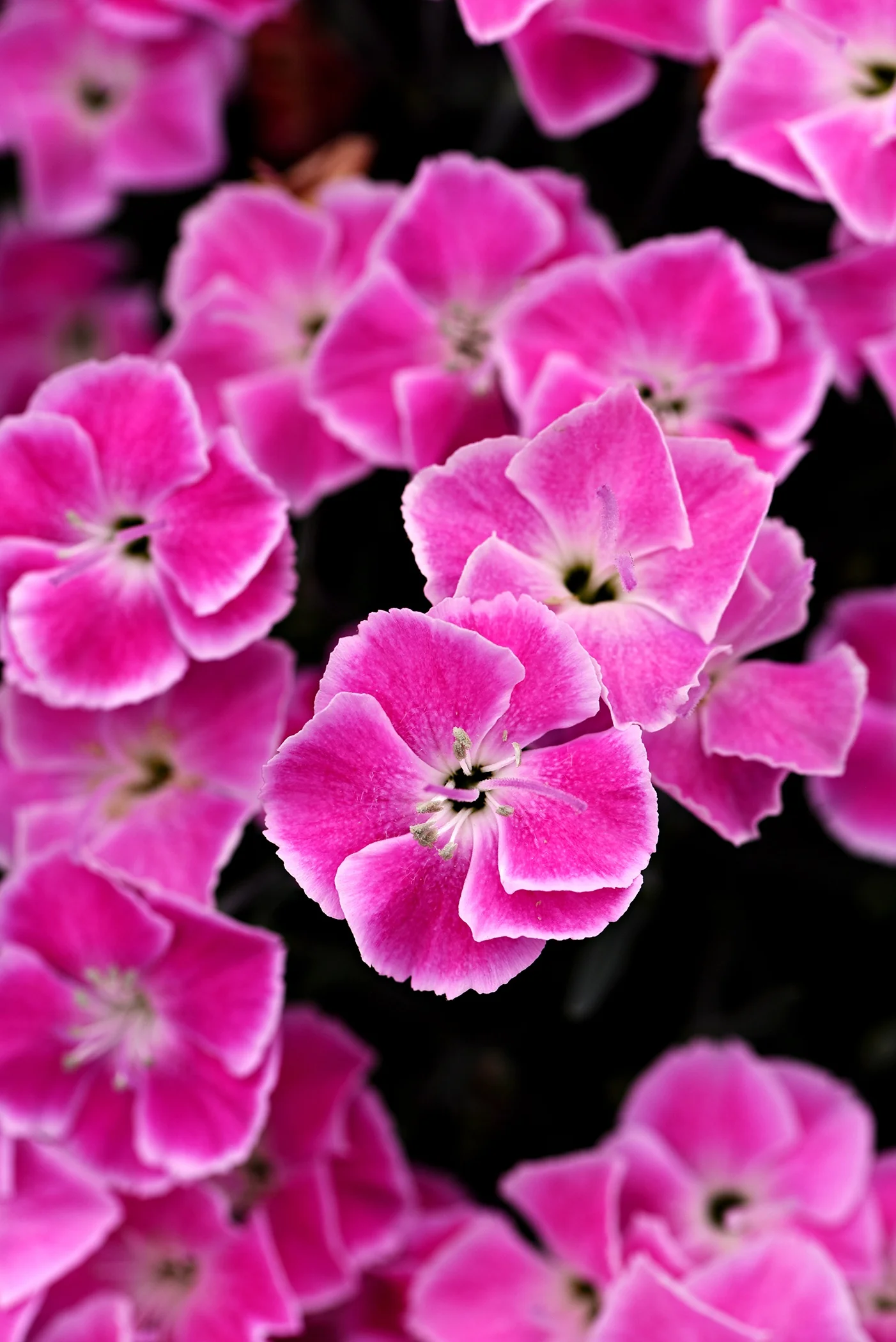 Star Single™ It-Girl™ Dianthus 1 Star Single™ It-Girl™ Dianthus