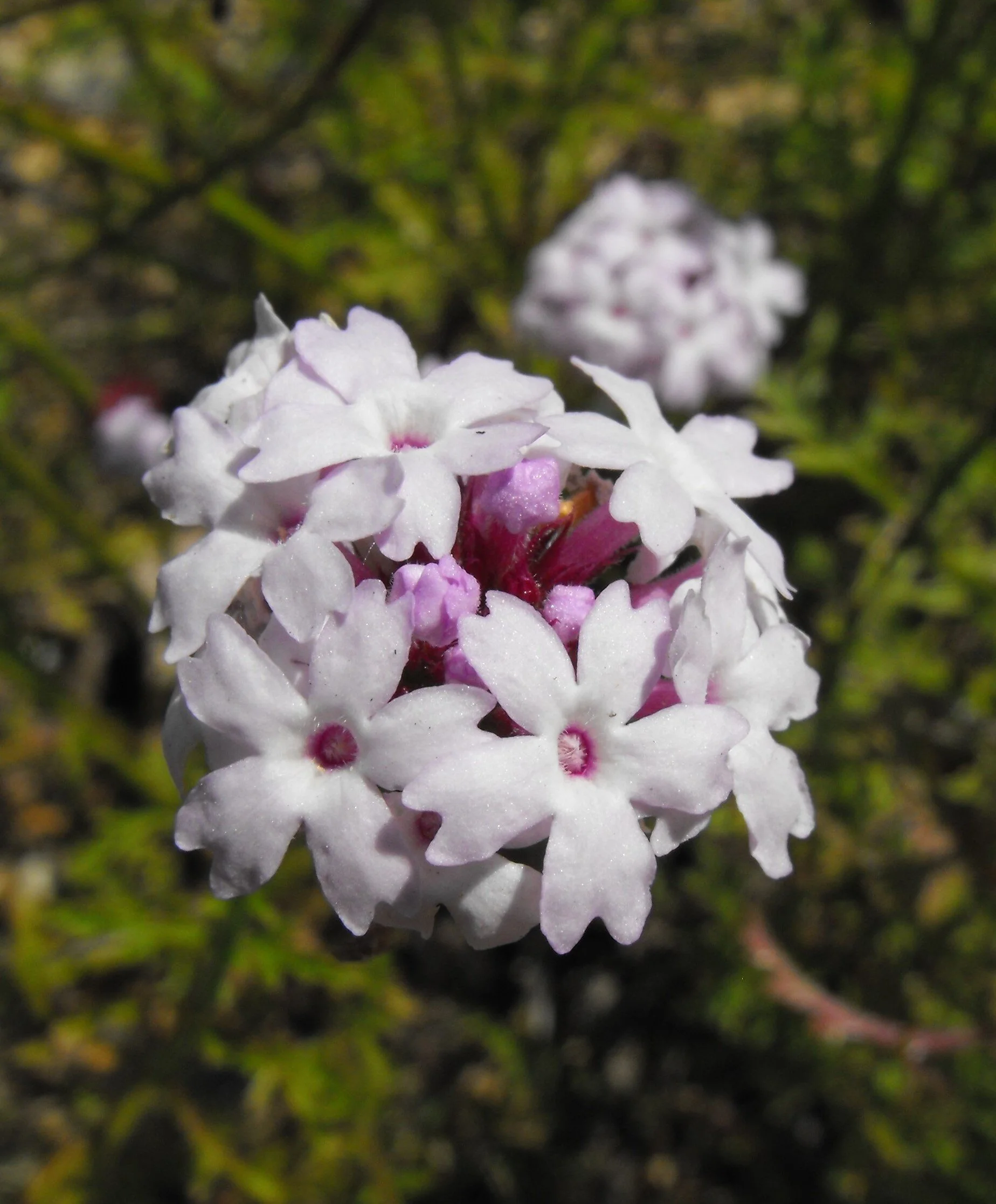Paseo Rancho Cedros Island Verbena 2 Paseo Rancho Cedros Island Verbena