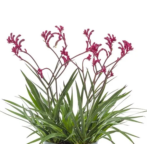 Kanga Burgundy Kangaroo Paw 9 Kanga Burgundy Kangaroo Paw
