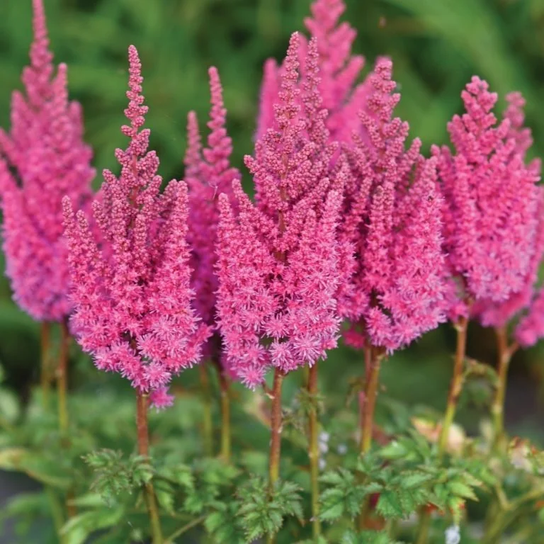 You and Me Always® Astilbe 9 You and Me Always® Astilbe