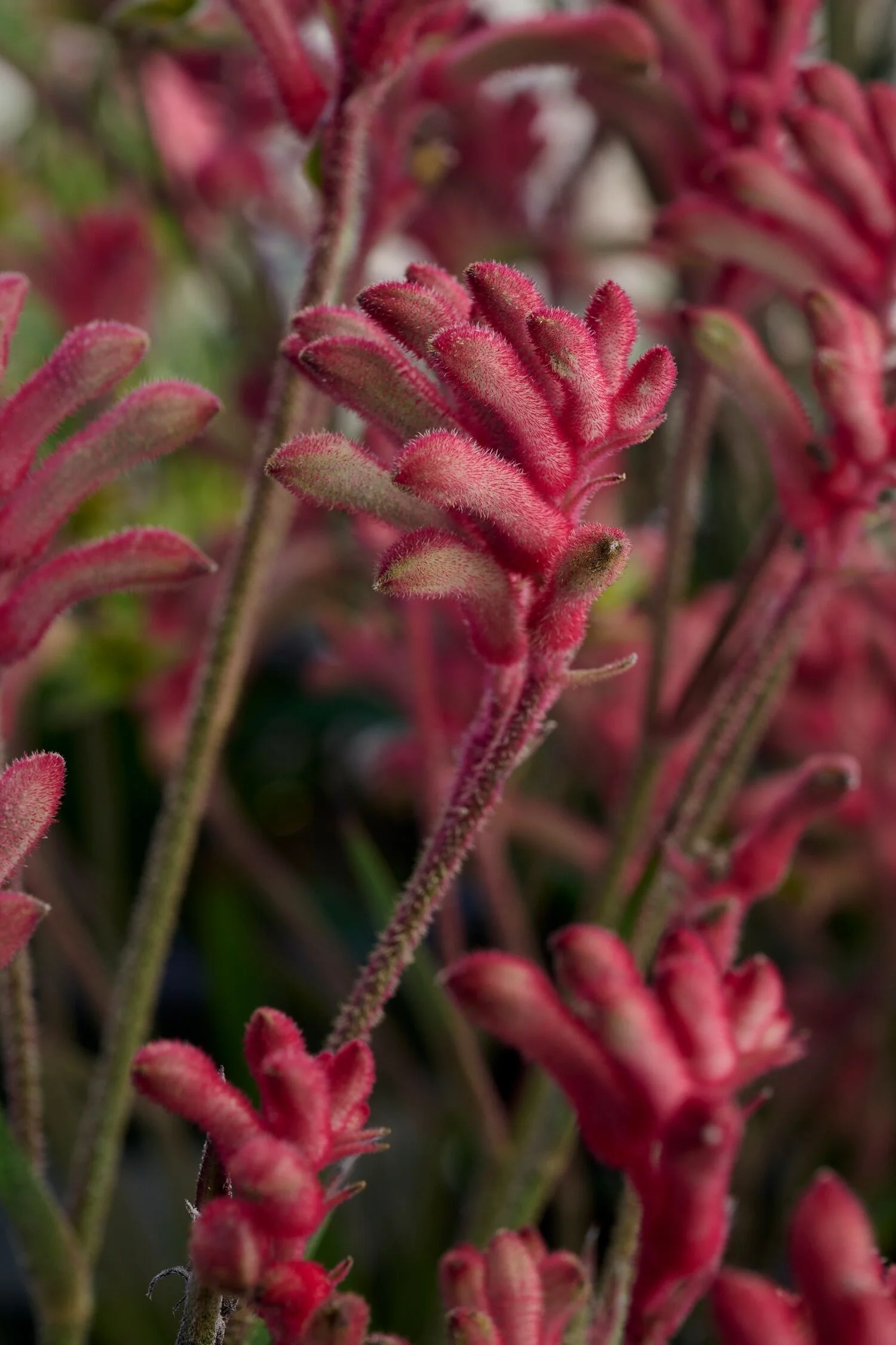Kanga Cherry Kangaroo Paw 1 Kanga Cherry Kangaroo Paw