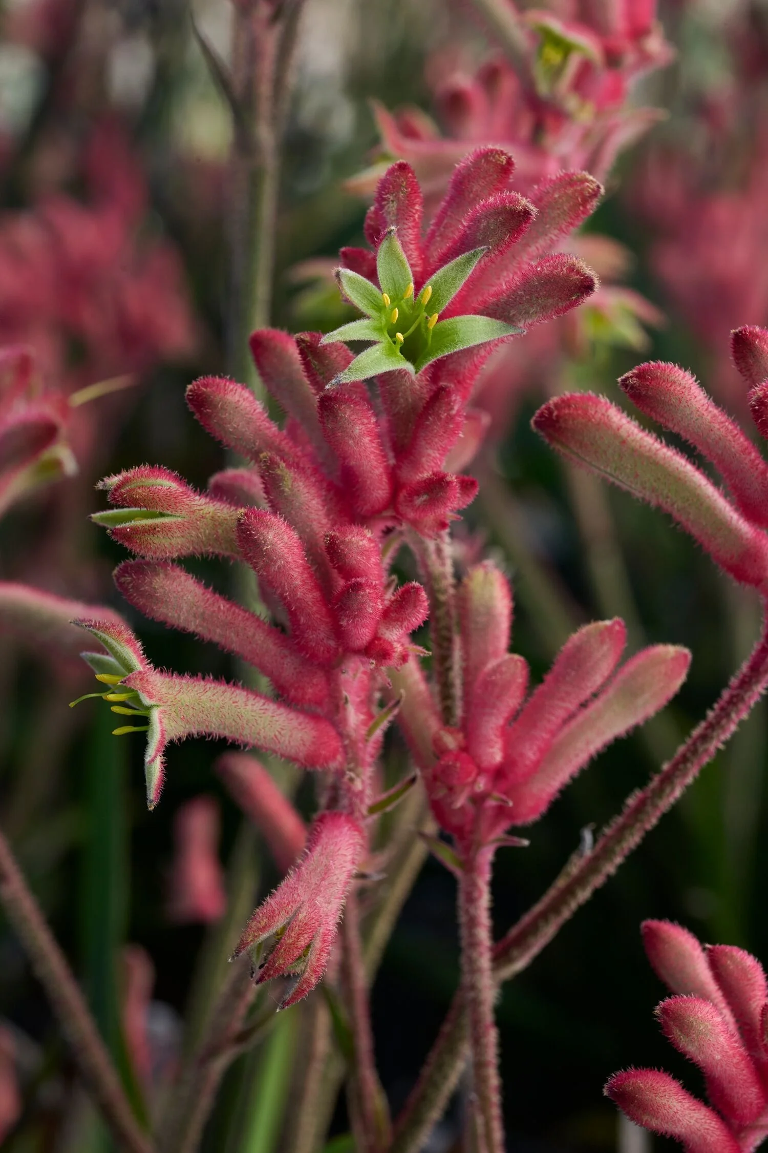 Kanga Cherry Kangaroo Paw 2 Kanga Cherry Kangaroo Paw
