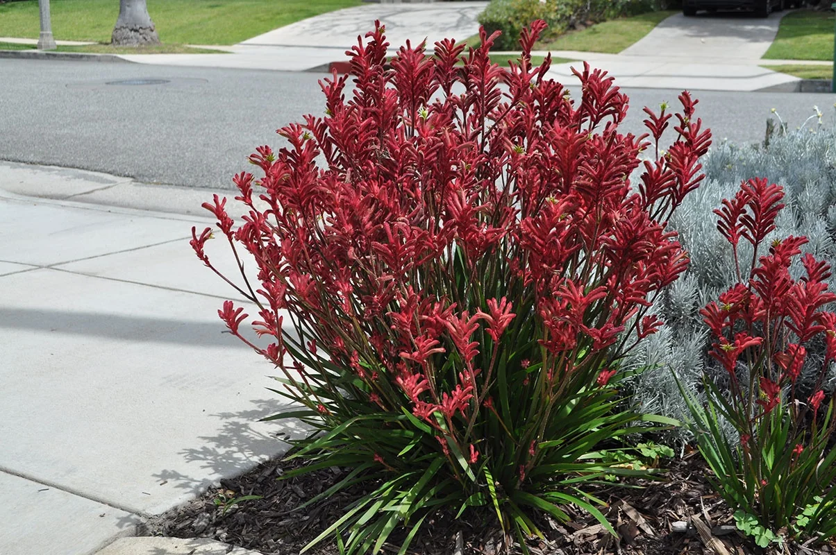 Kanga Cherry Kangaroo Paw 3 Kanga Cherry Kangaroo Paw