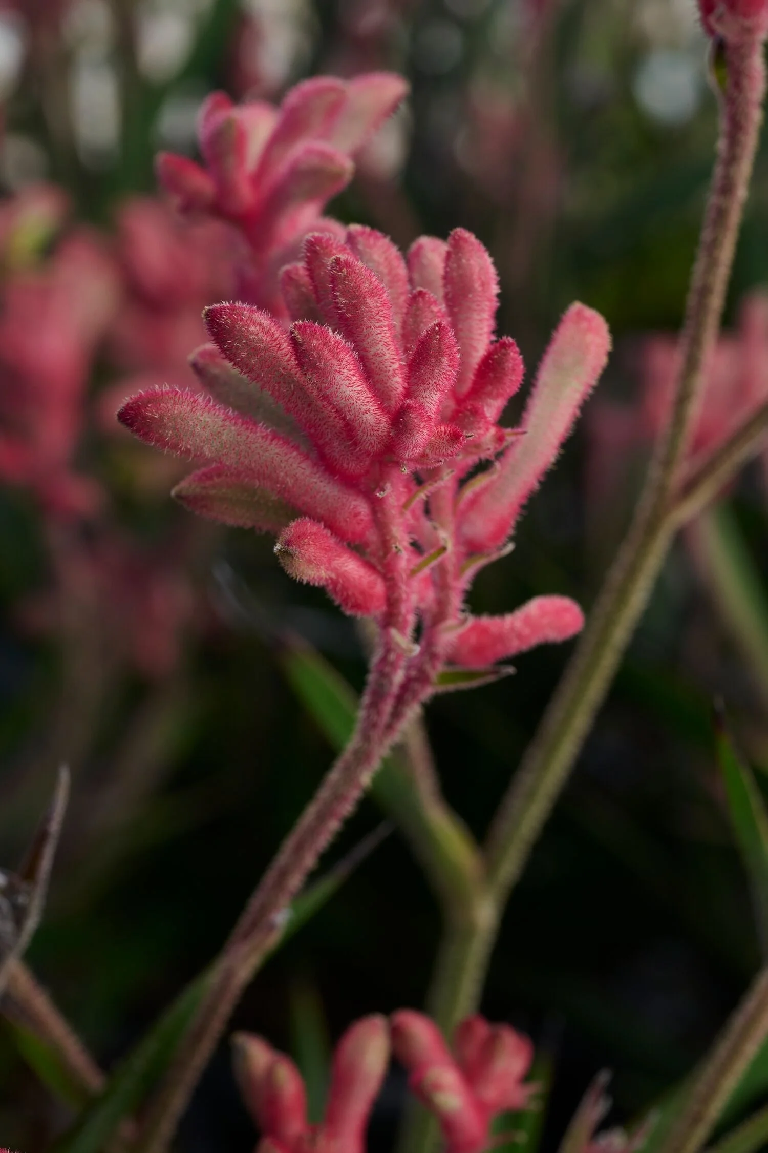 Kanga Cherry Kangaroo Paw 4 Kanga Cherry Kangaroo Paw