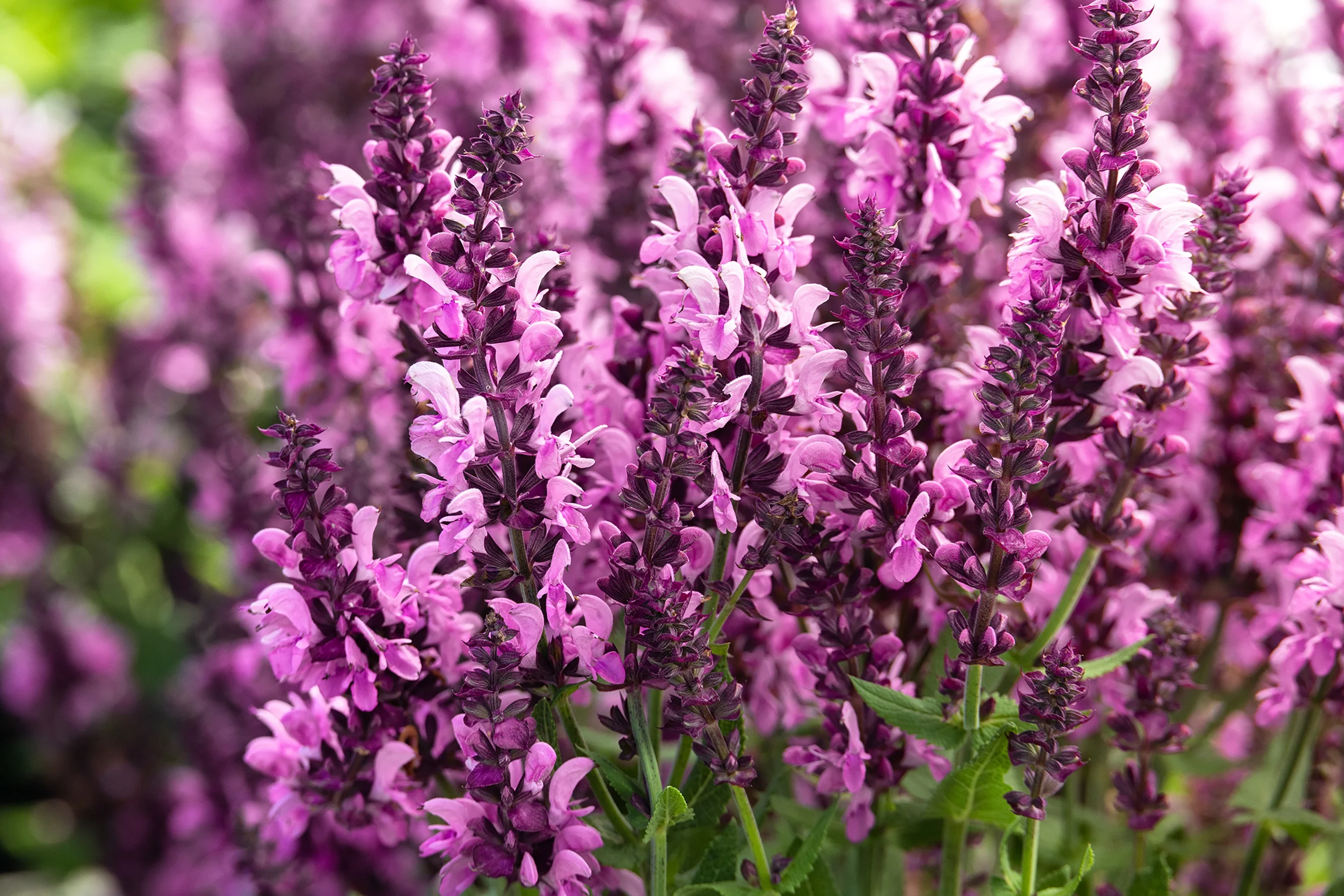 Pink Nebula™ Meadow Sage 8 Pink Nebula™ Meadow Sage
