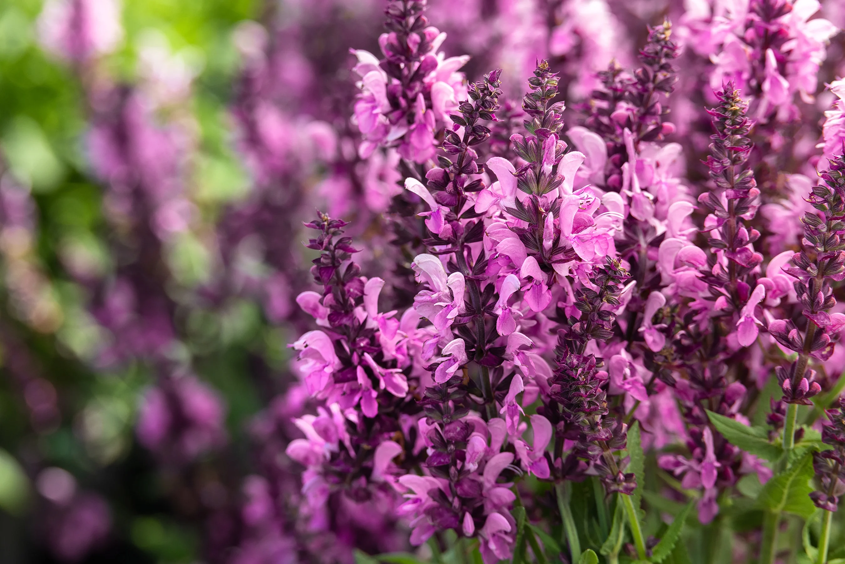 Pink Nebula™ Meadow Sage 2 Pink Nebula™ Meadow Sage