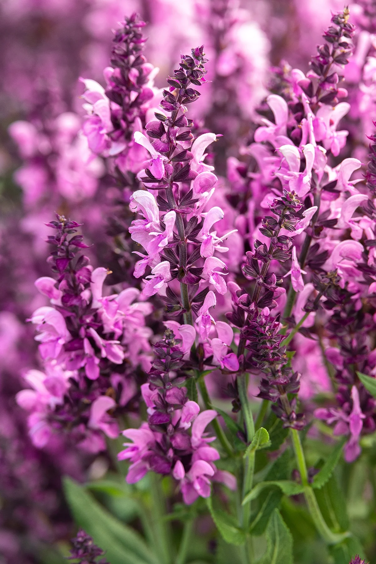 Pink Nebula™ Meadow Sage 3 Pink Nebula™ Meadow Sage
