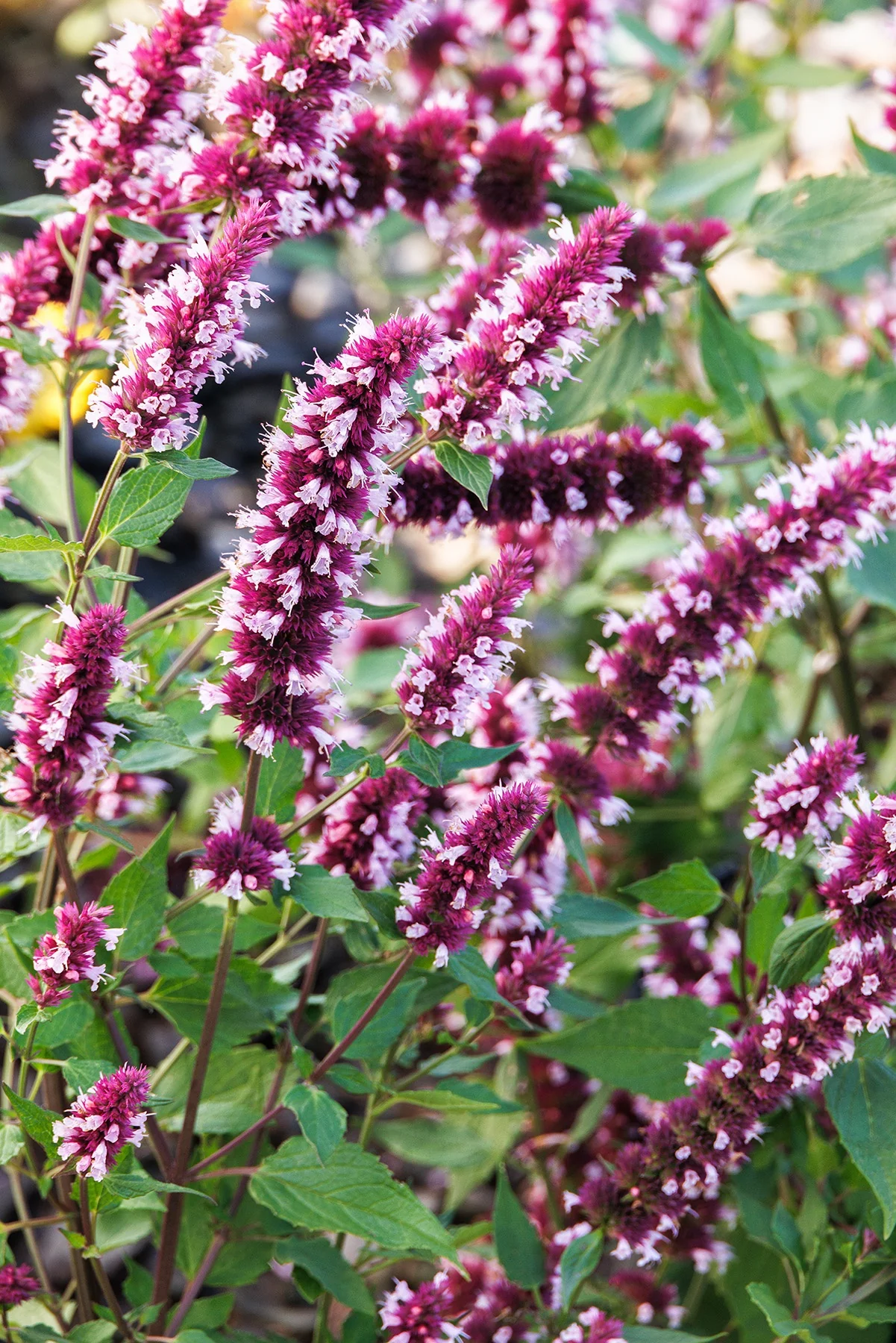 Beelicious® Pink Agastache 2 Beelicious® Pink Agastache