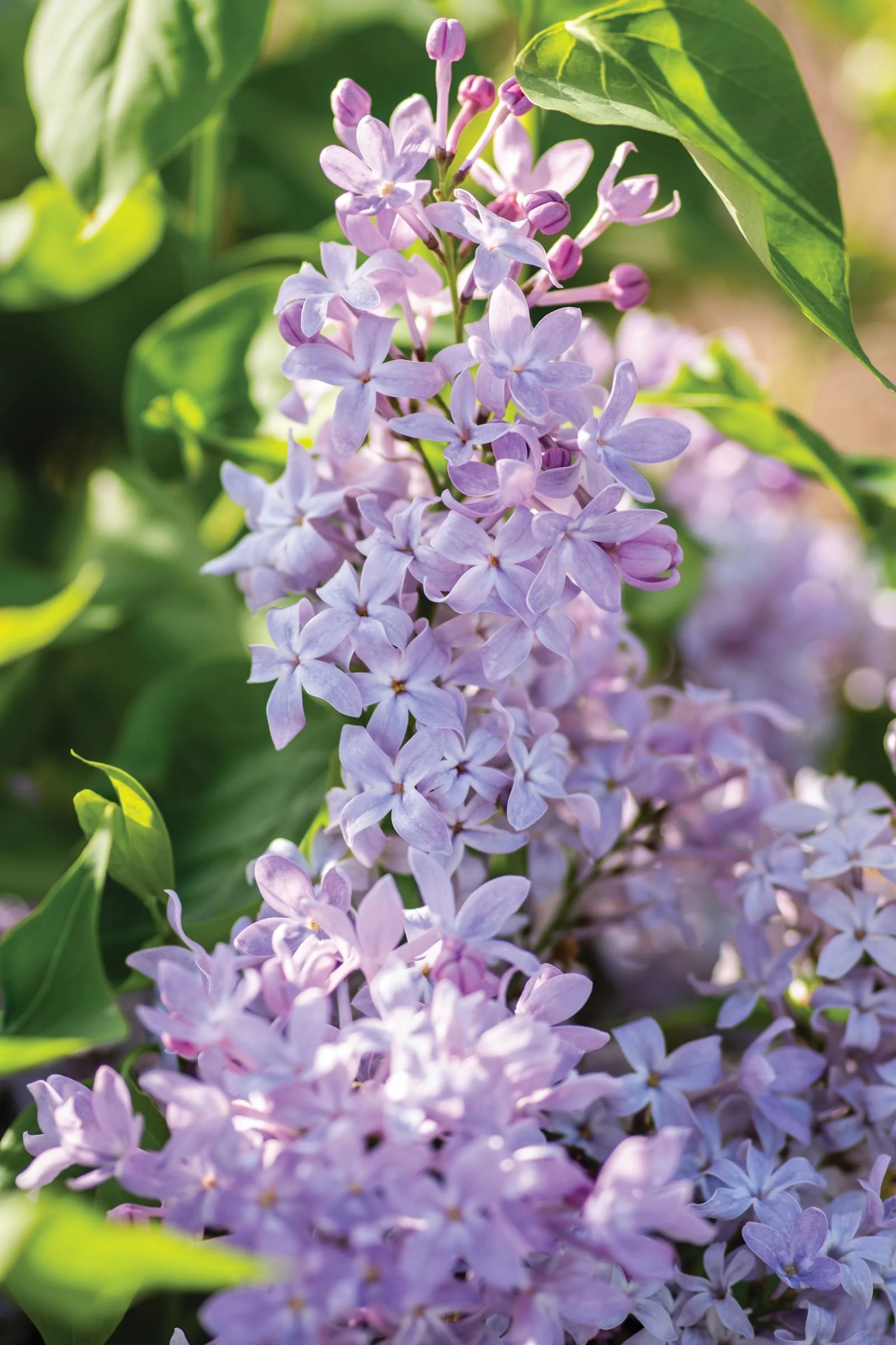 New Age™ Lavender Lilac 6 New Age™ Lavender Lilac