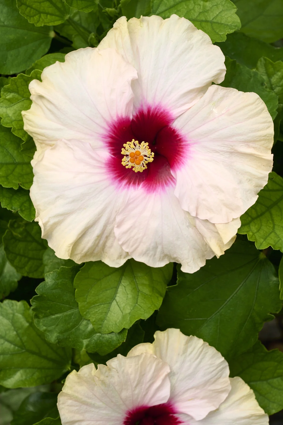 Jazzy Jewel® Opal Hibiscus 2 Jazzy Jewel® Opal Hibiscus